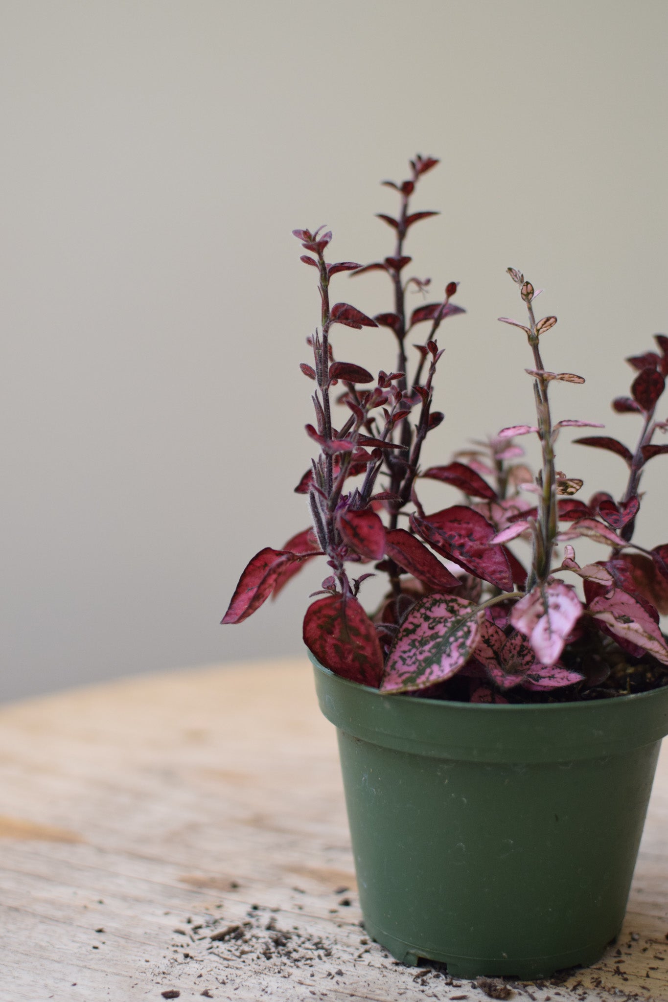 4" Hypoestes