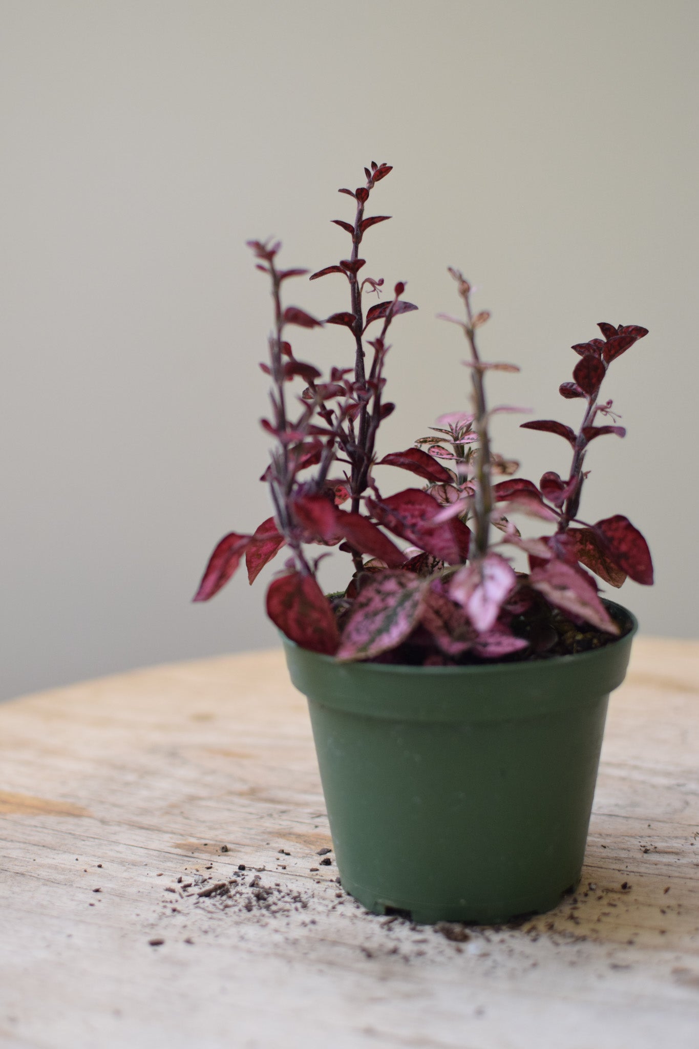 4" Hypoestes