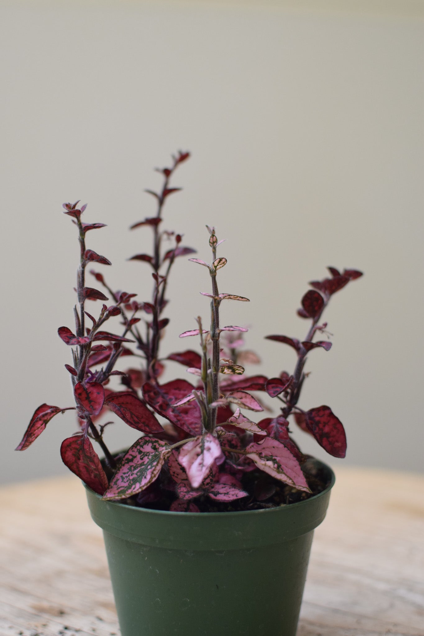 4" Hypoestes