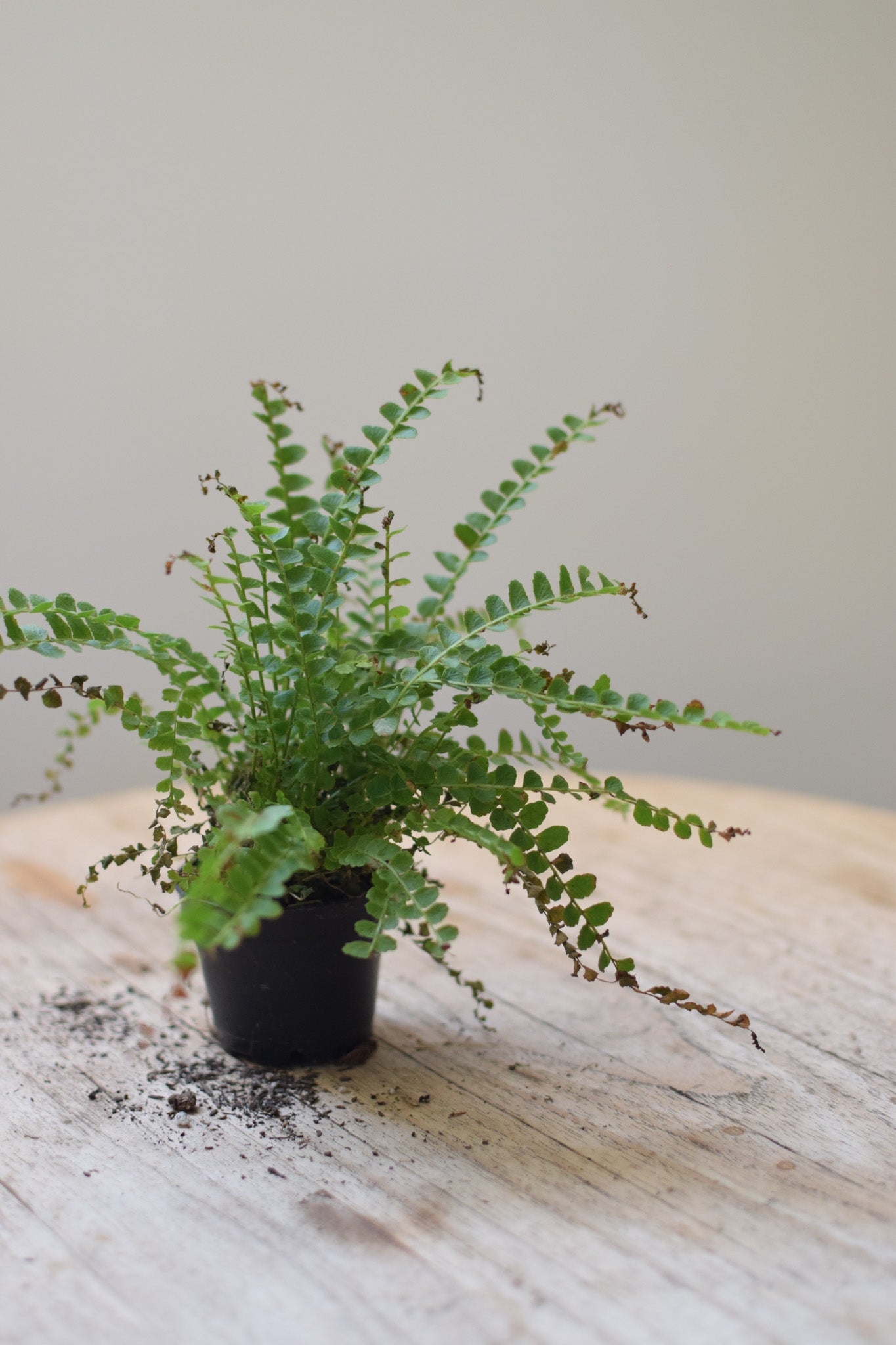 2.5" Lemon Button Fern