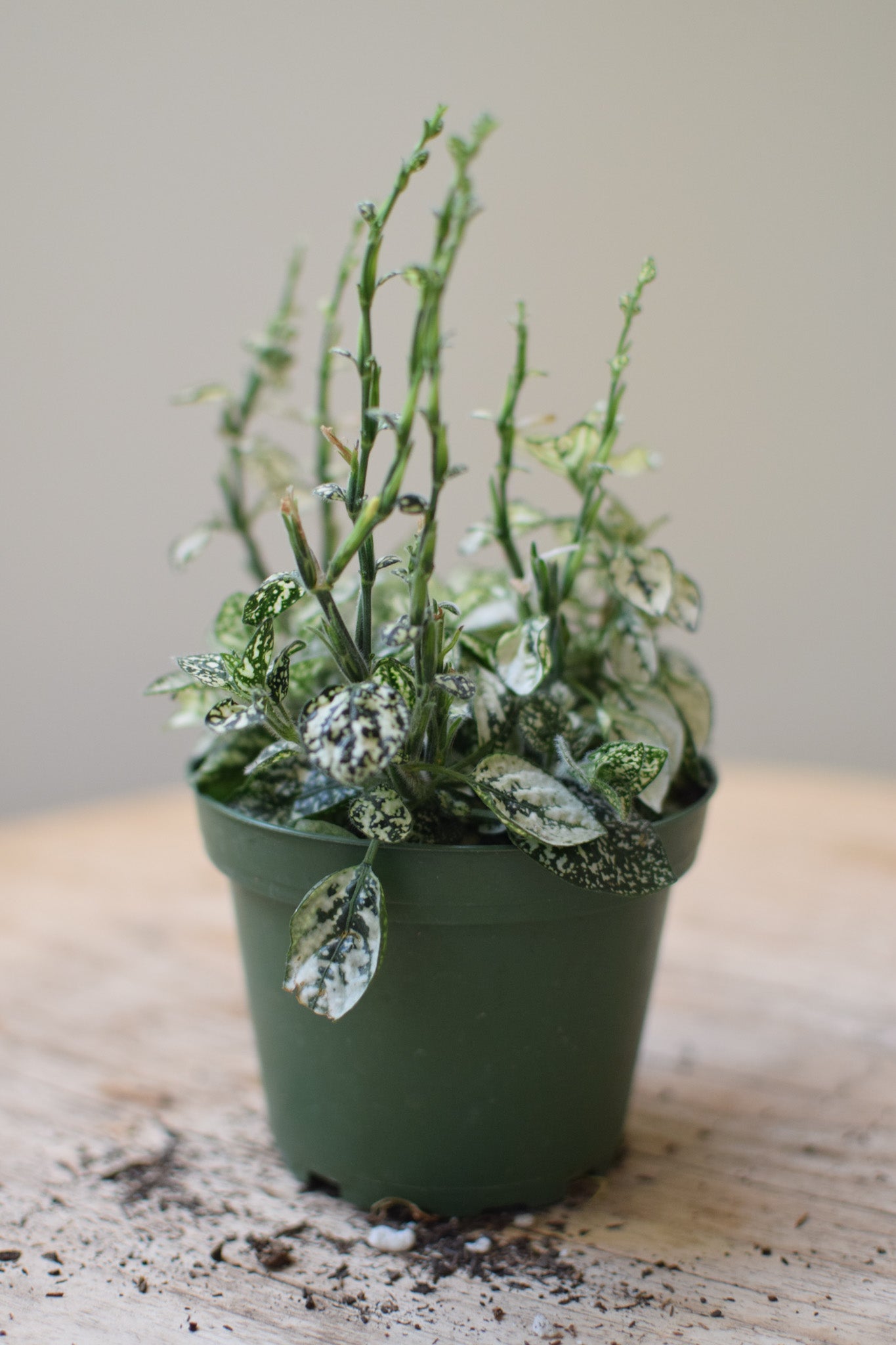 4" Hypoestes
