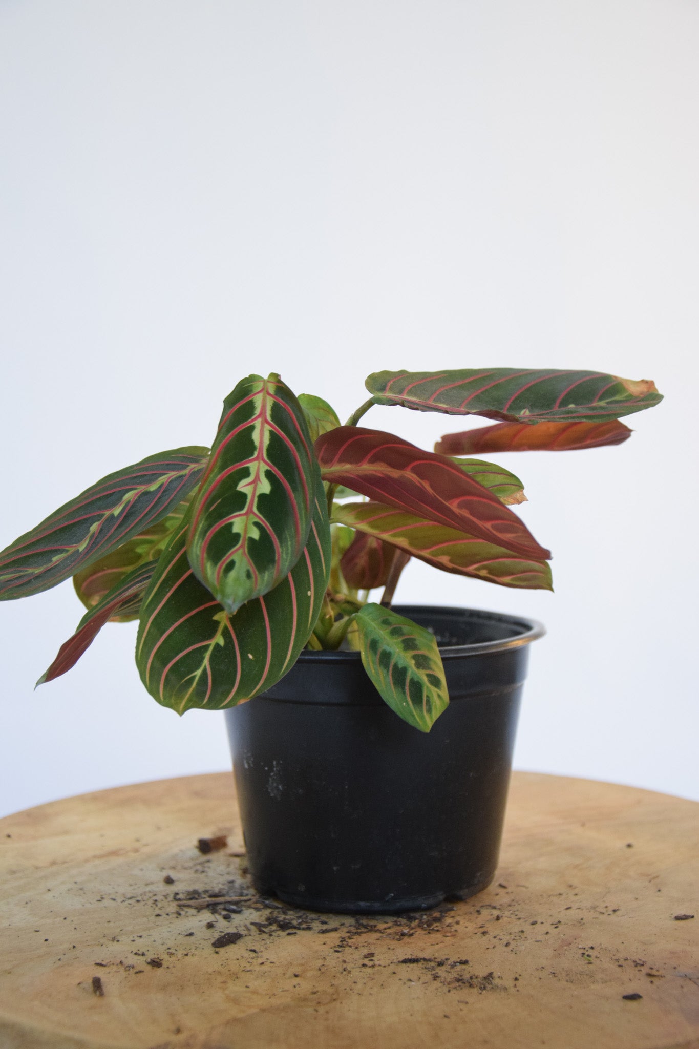 4" Maranta Red