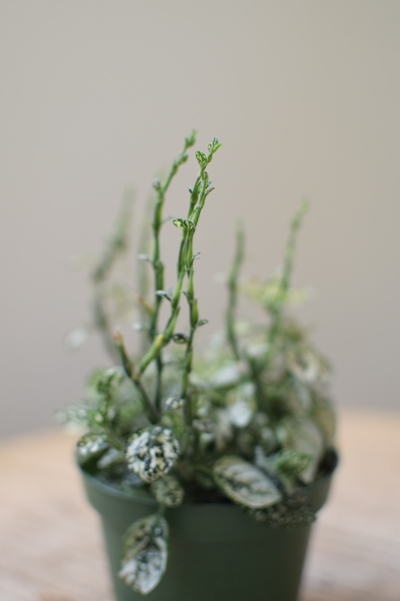 4" Hypoestes