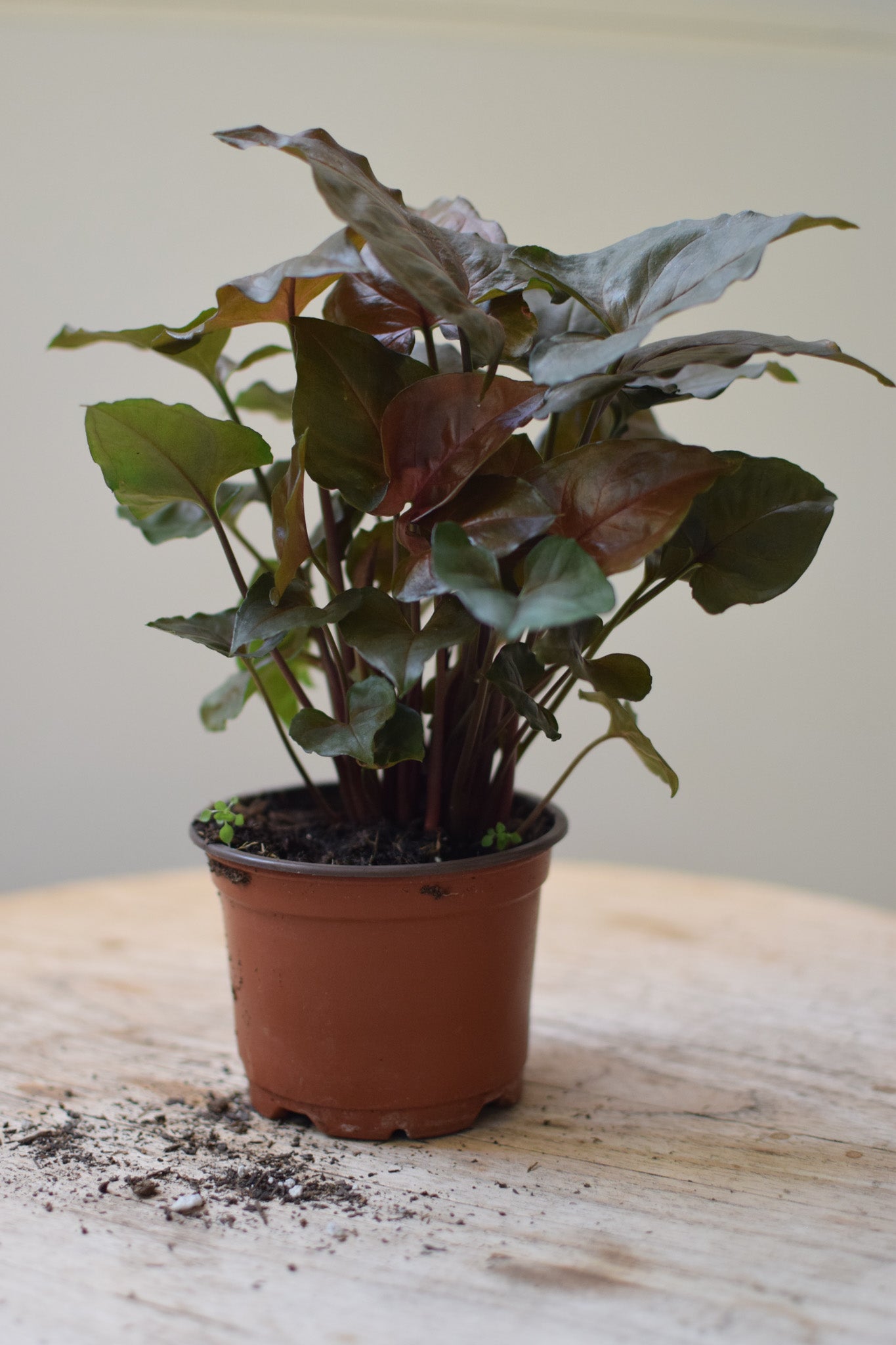 4" Syngonium