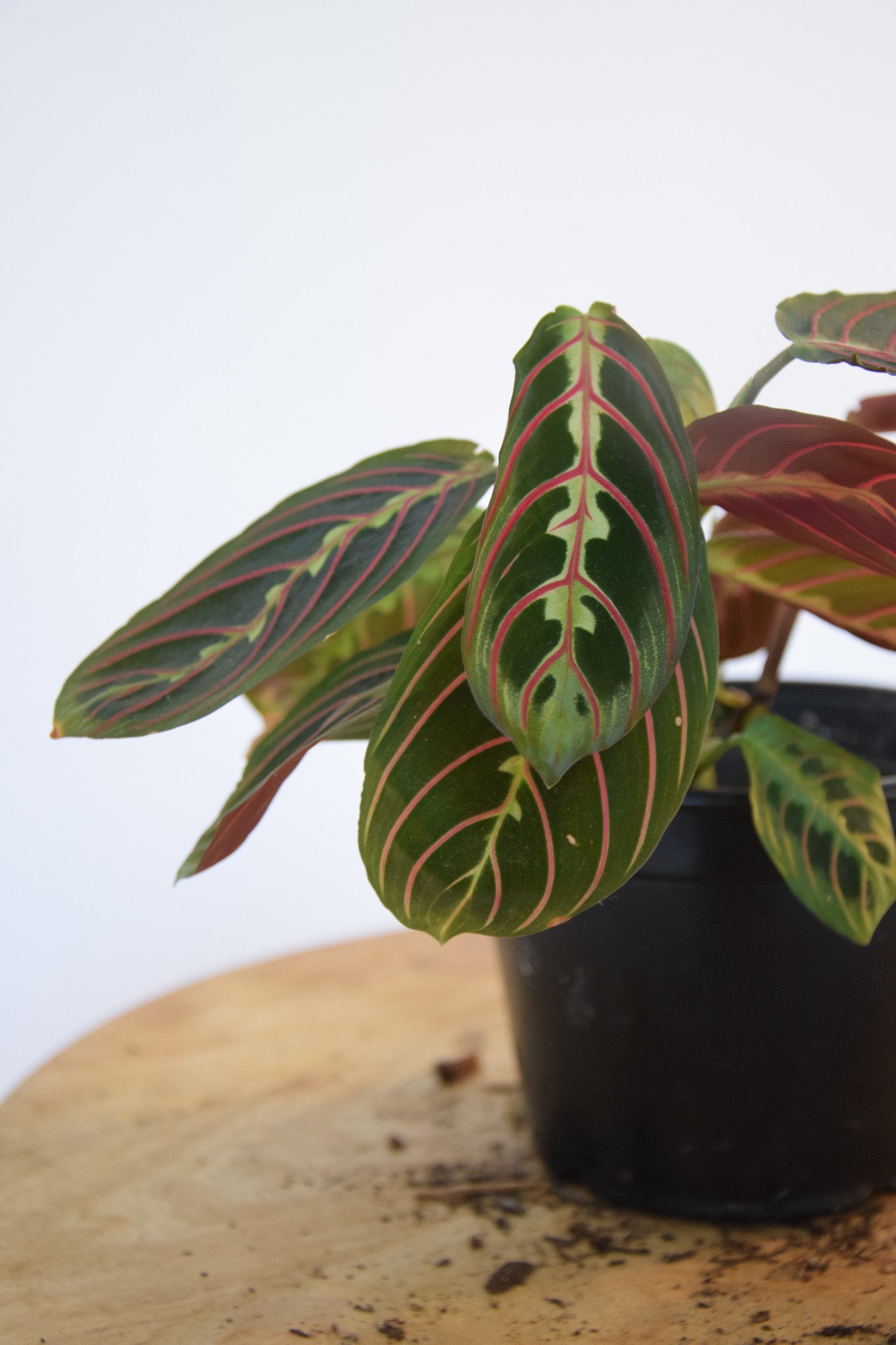 4" Maranta Red