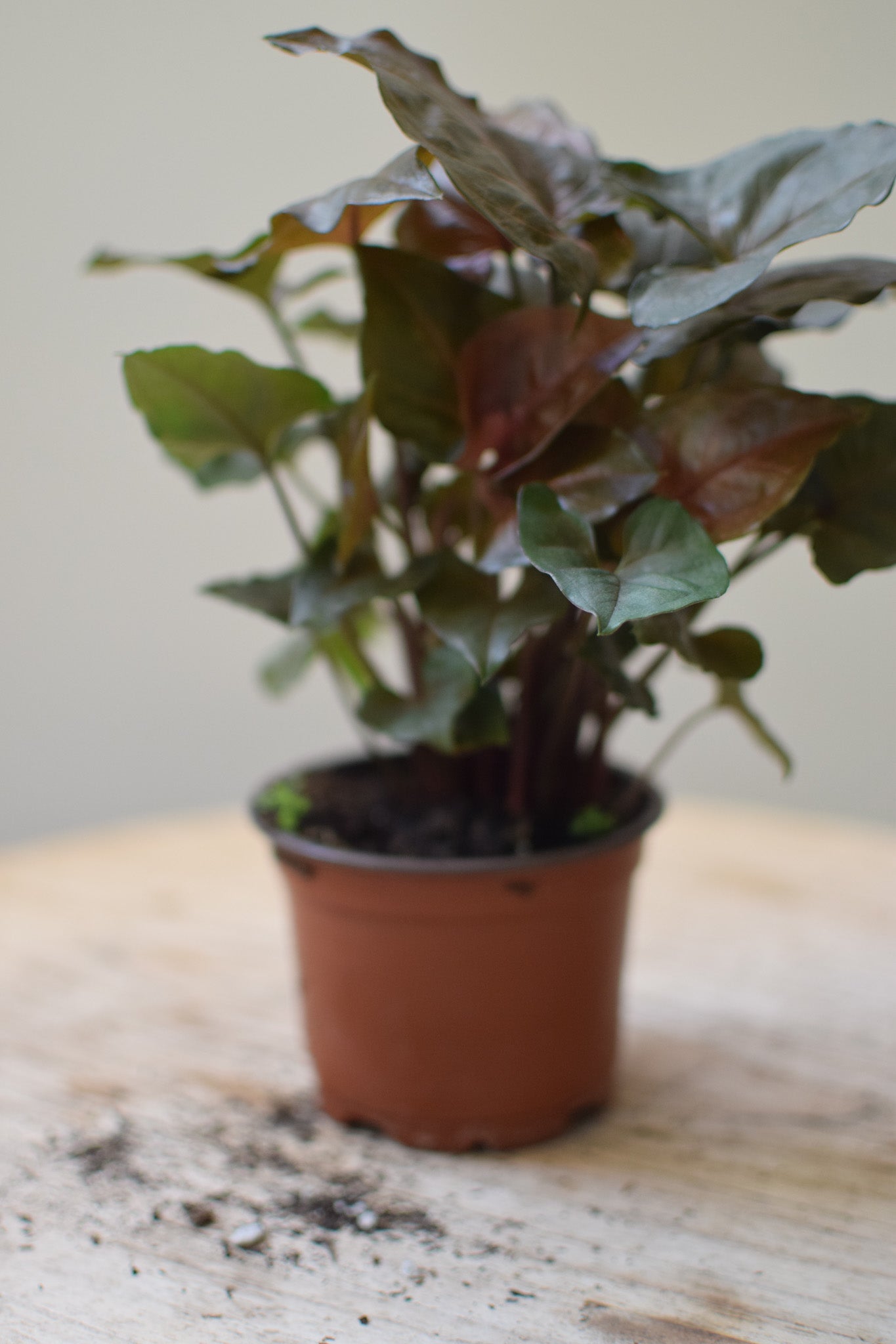 4" Syngonium