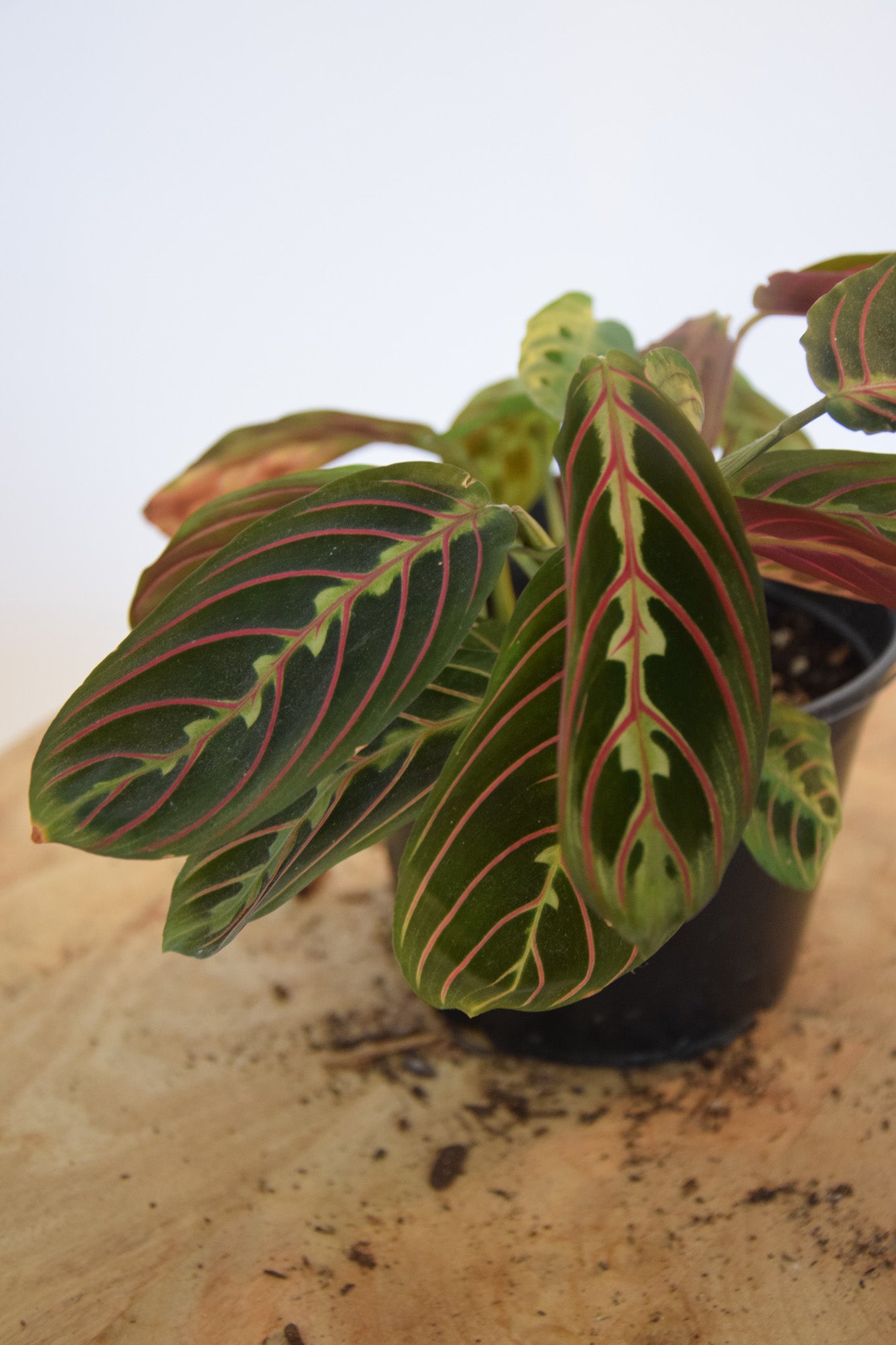 4" Maranta Red