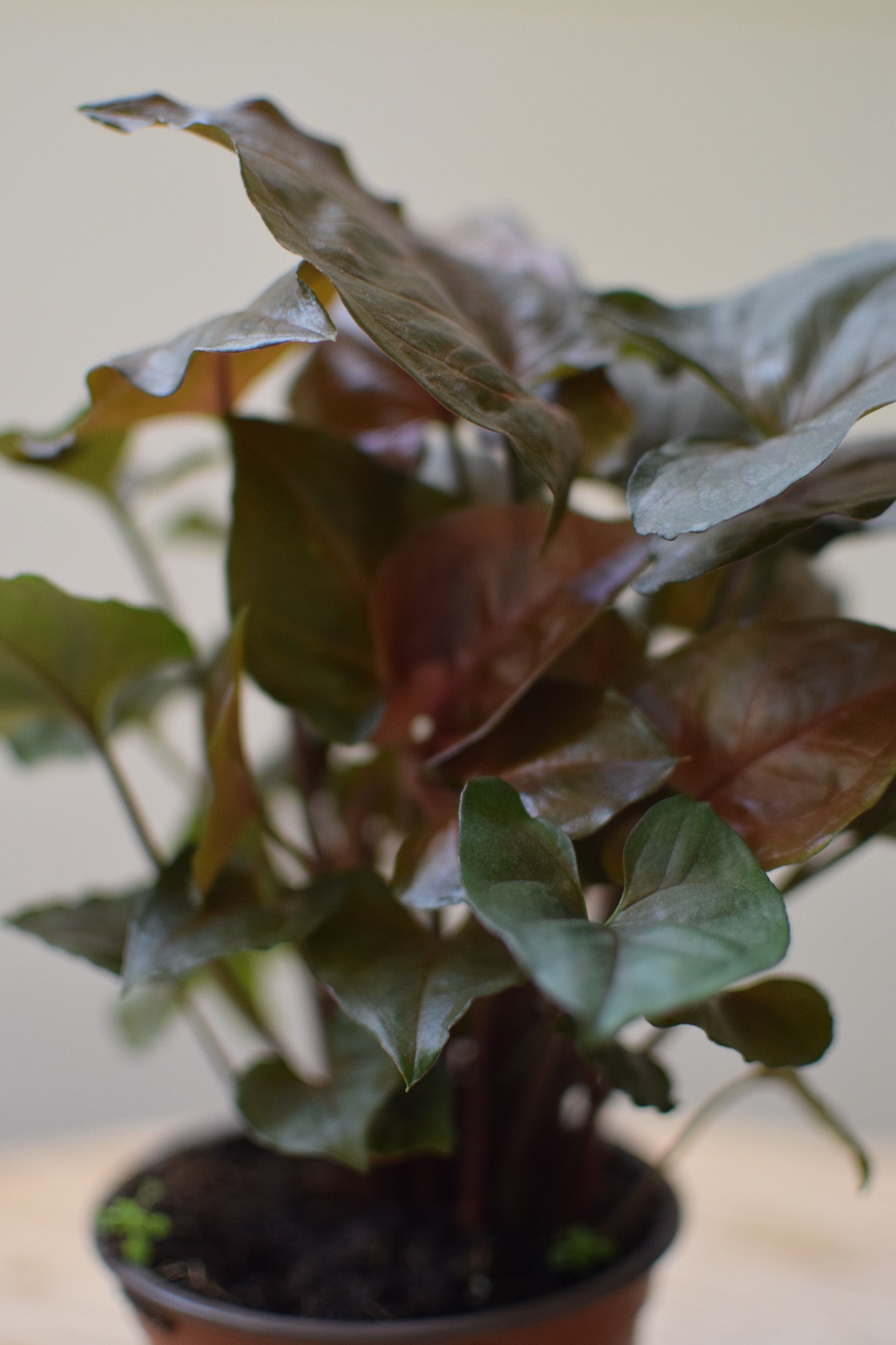 4" Syngonium
