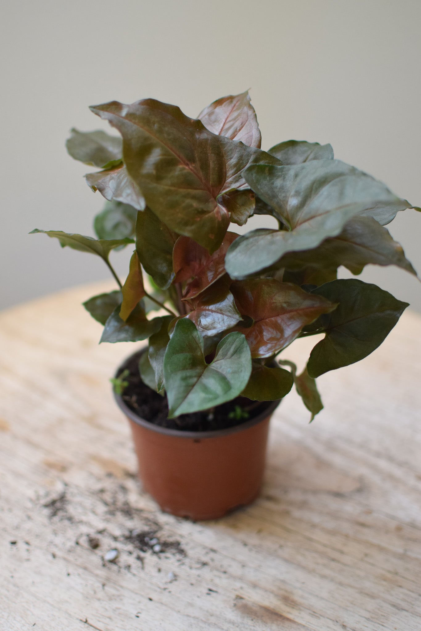 4" Syngonium