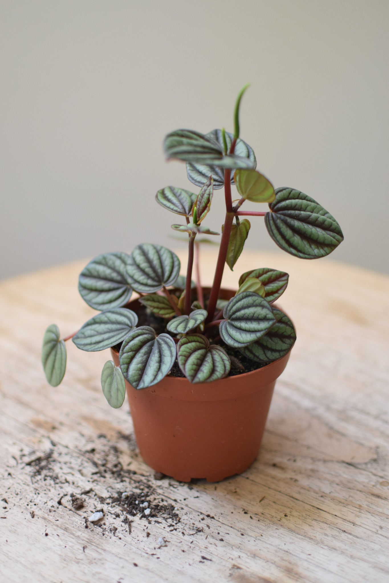 4" Peperomia Piccolo Banda