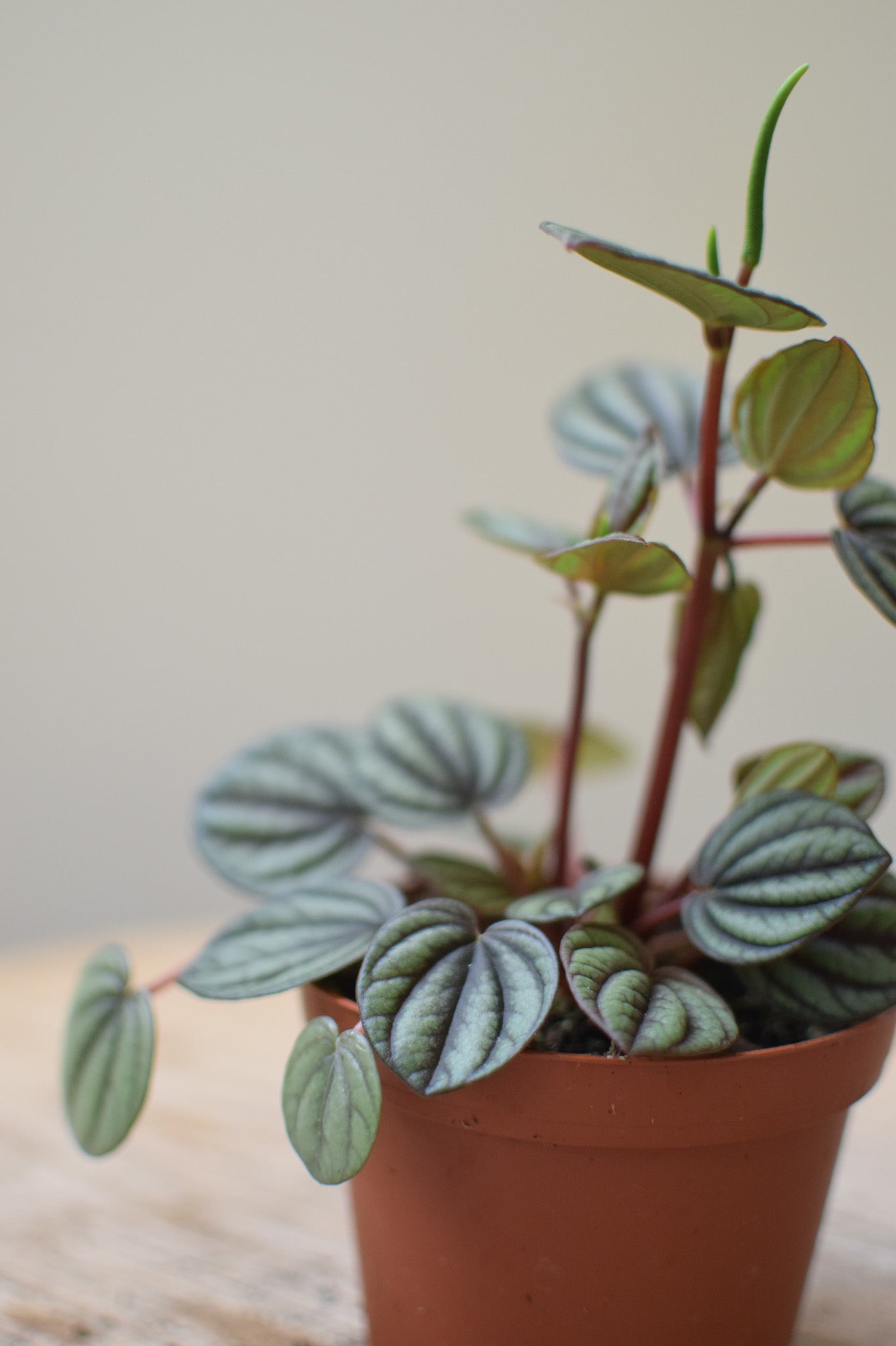 4" Peperomia Piccolo Banda