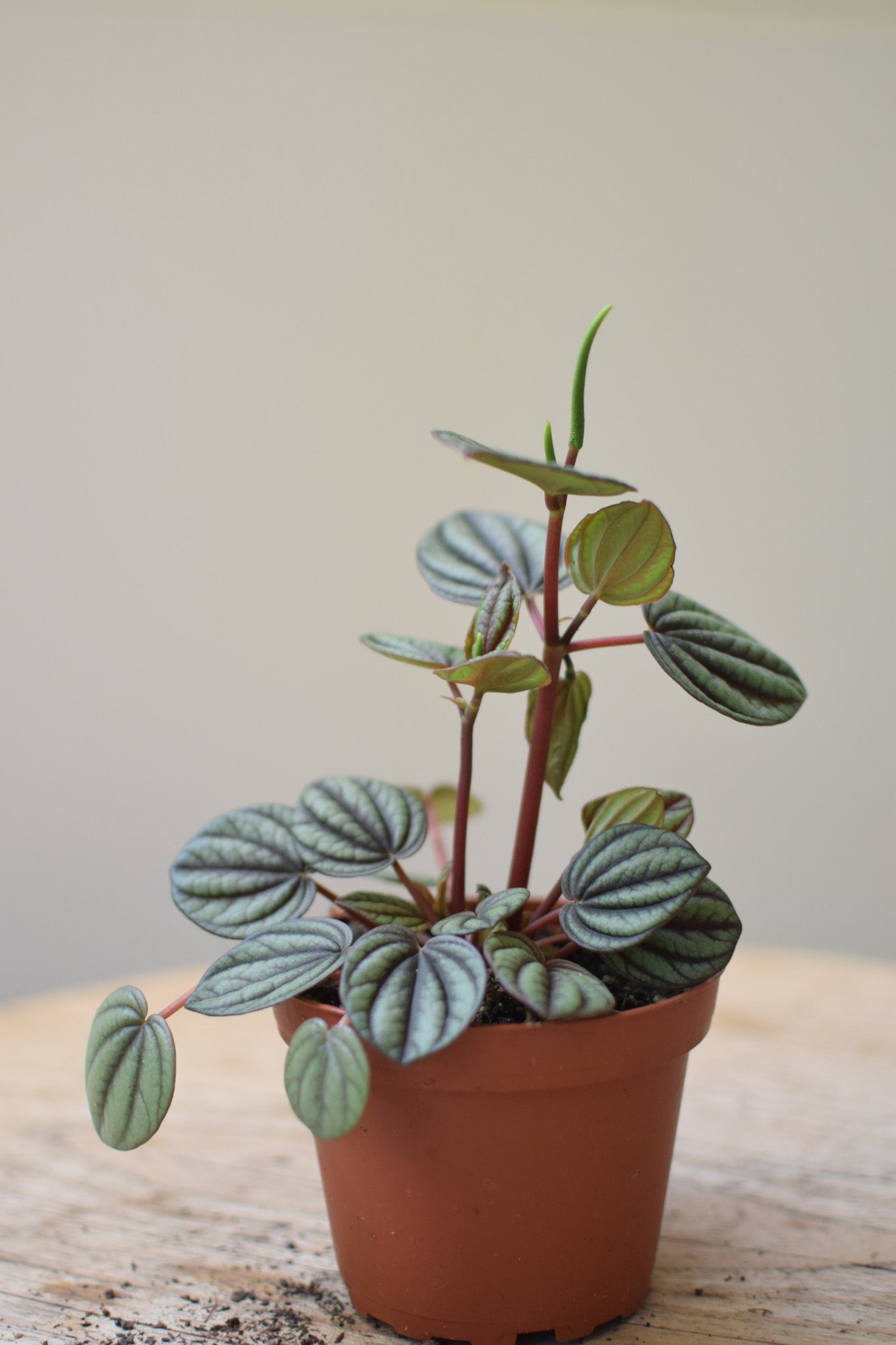 4" Peperomia Piccolo Banda