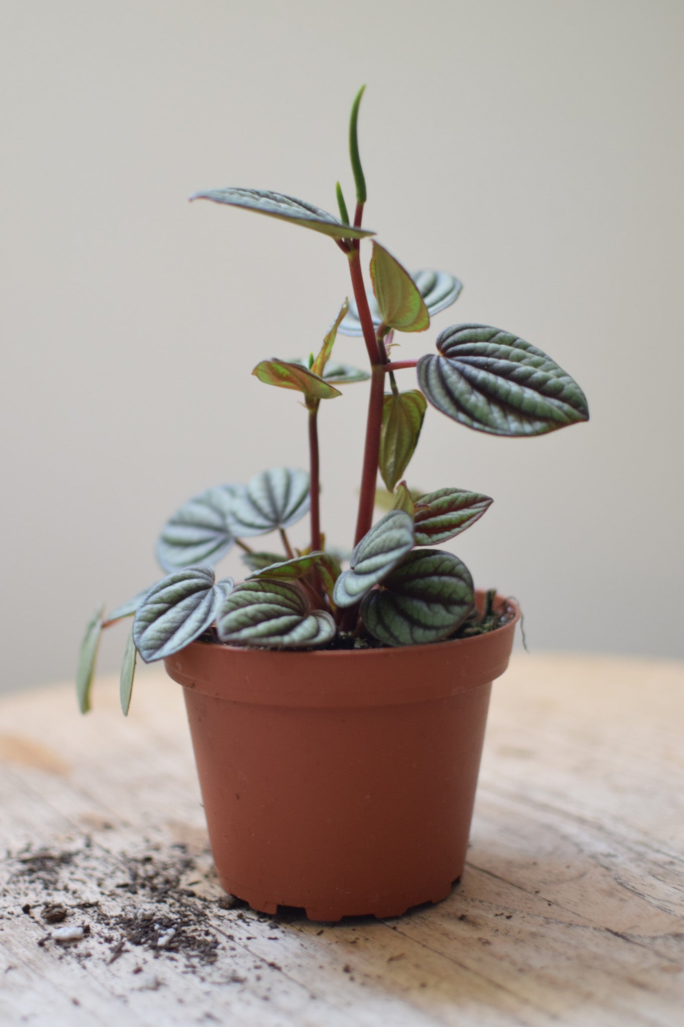 4" Peperomia Piccolo Banda