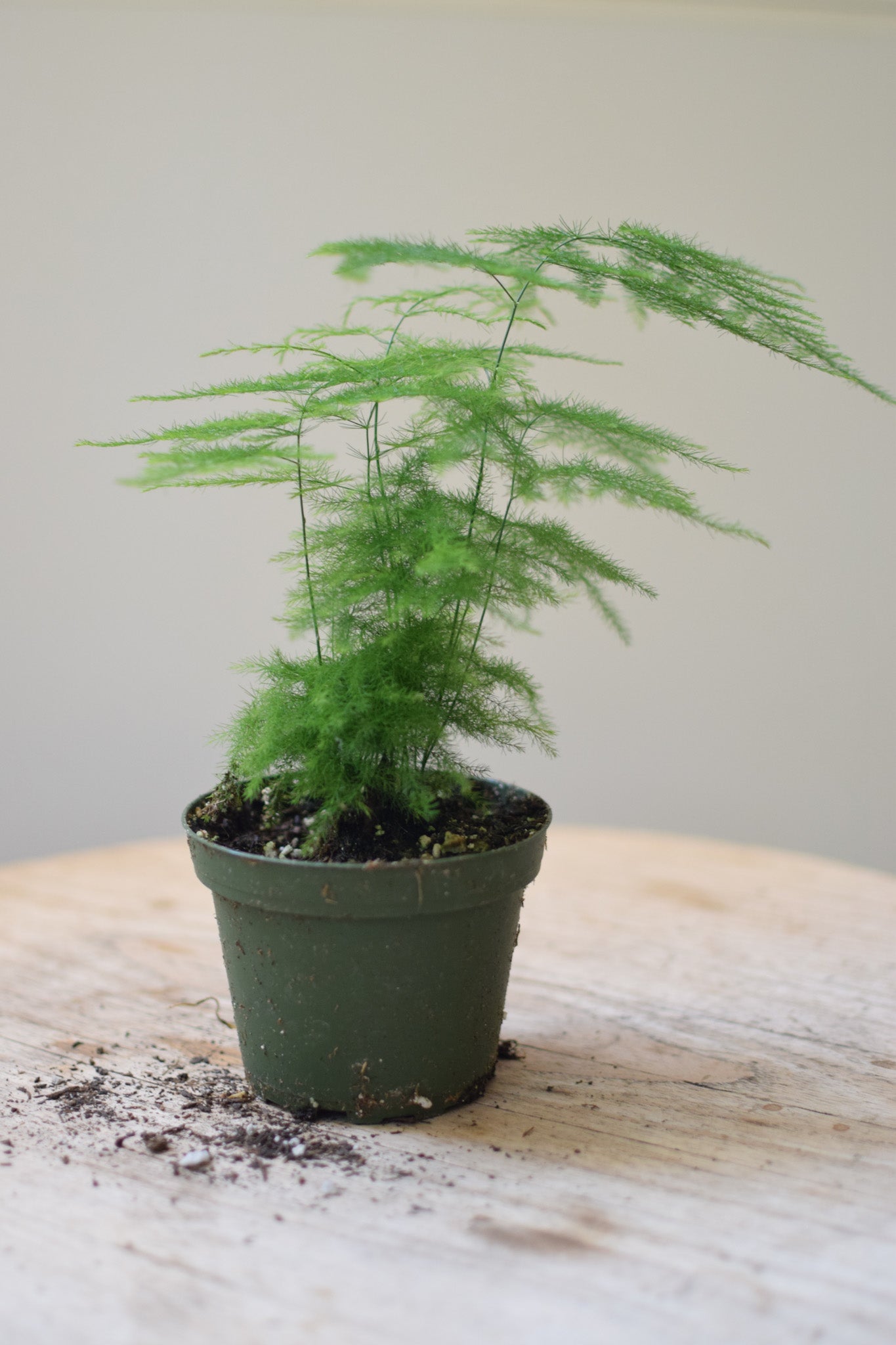 4" Euphorbia Mammillaris Var