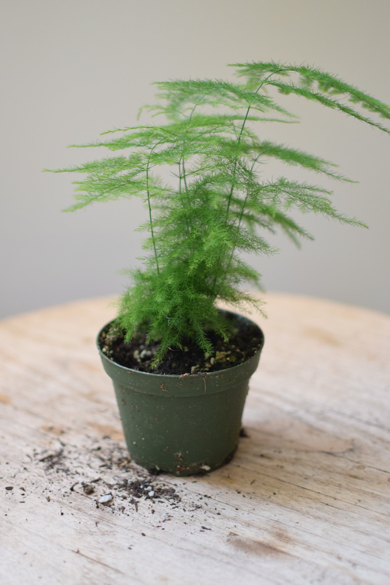4" Euphorbia Mammillaris Var