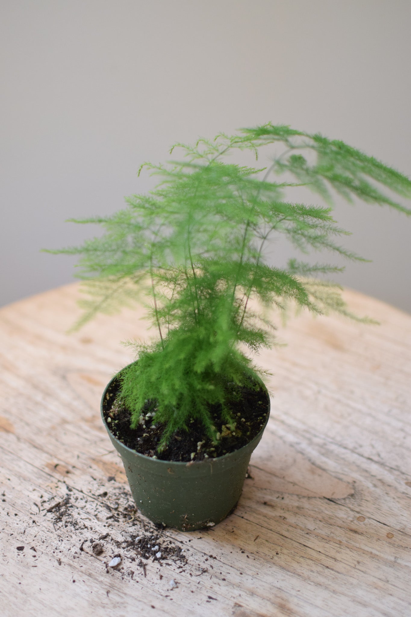 4" Euphorbia Mammillaris Var