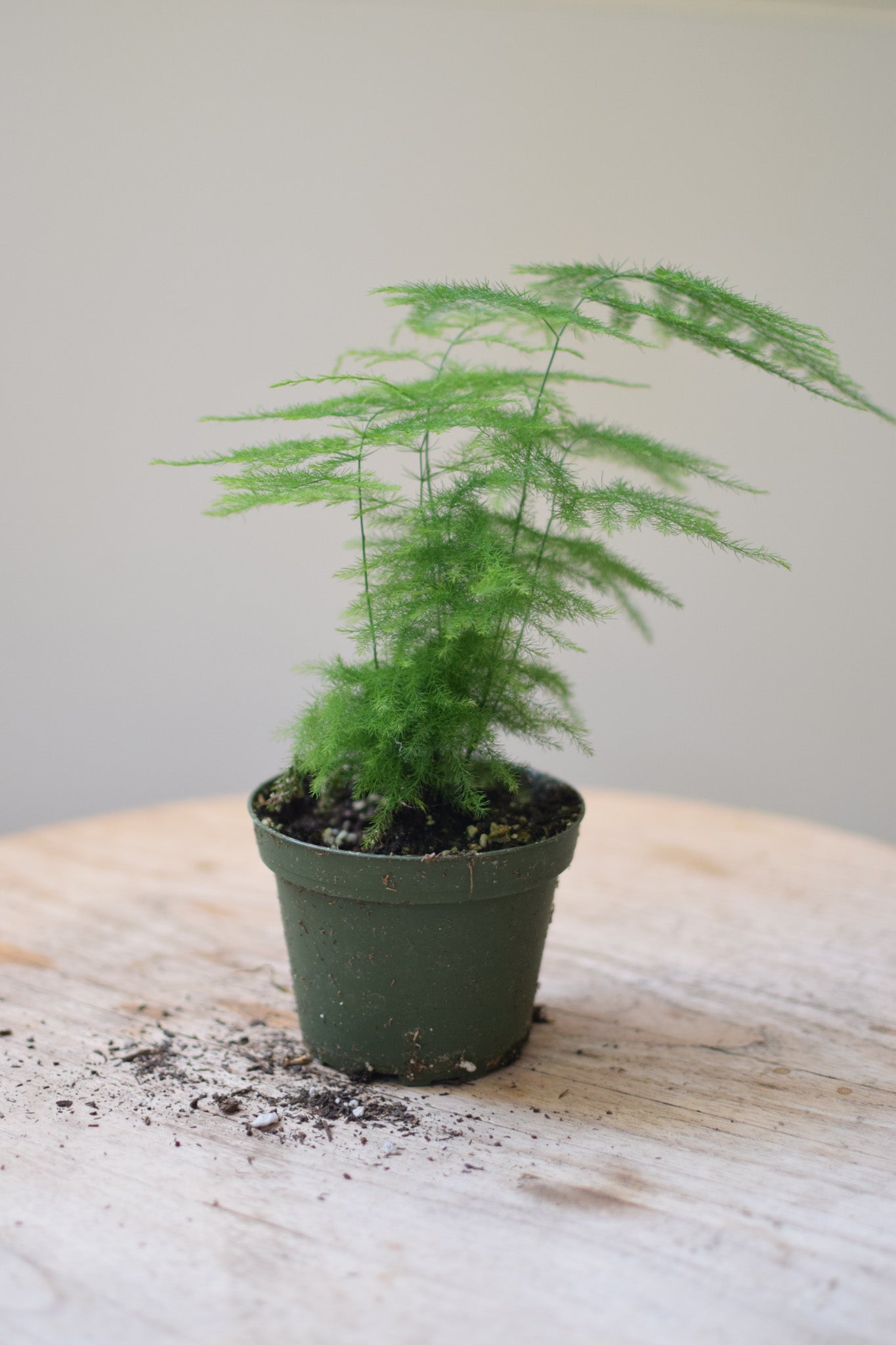 4" Euphorbia Mammillaris Var