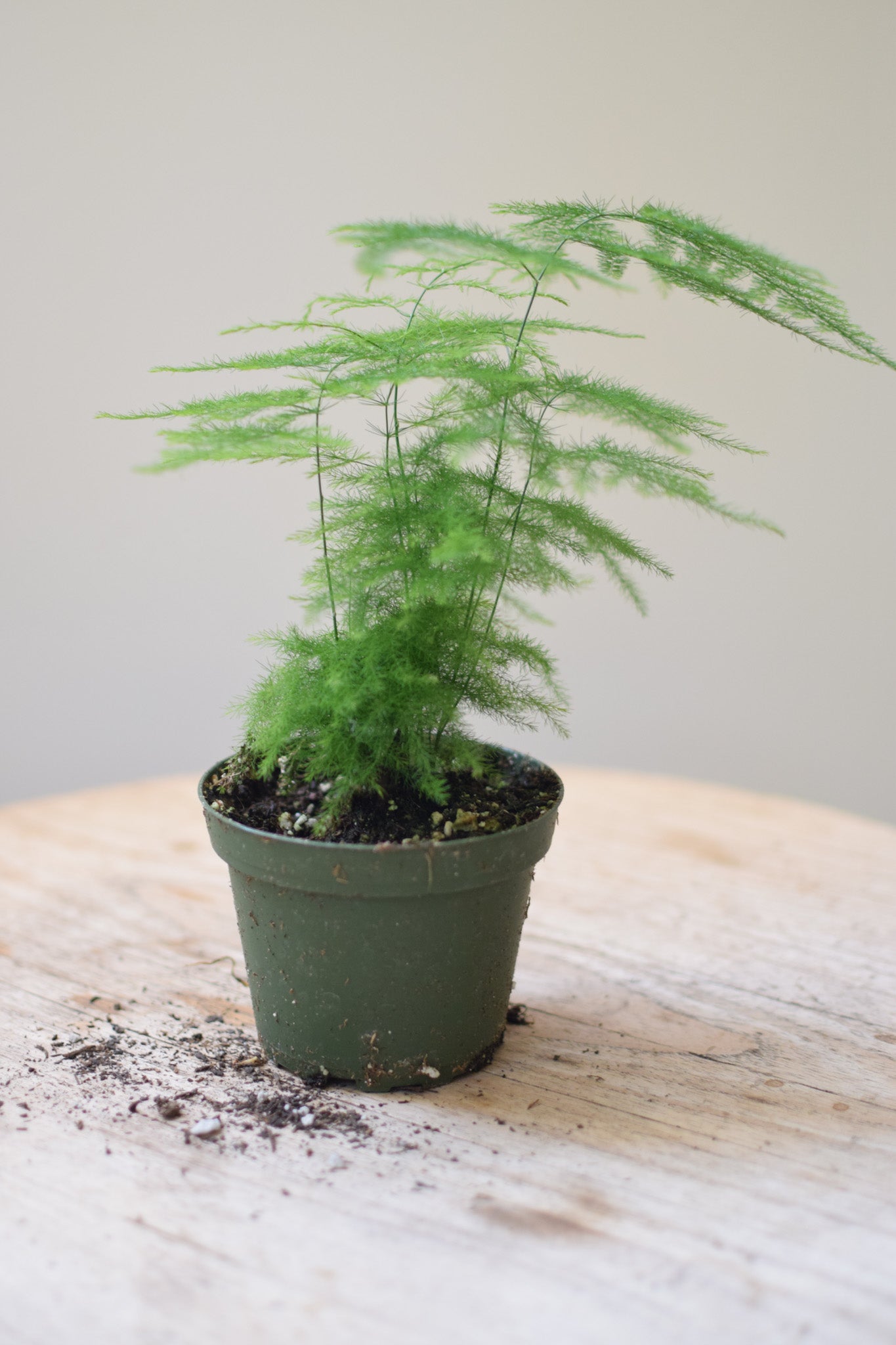 4" Euphorbia Mammillaris Var