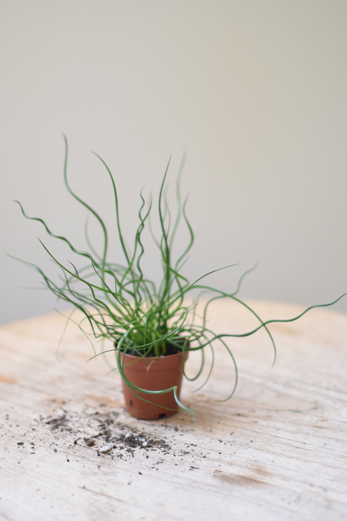 2" Juncus Spiralis