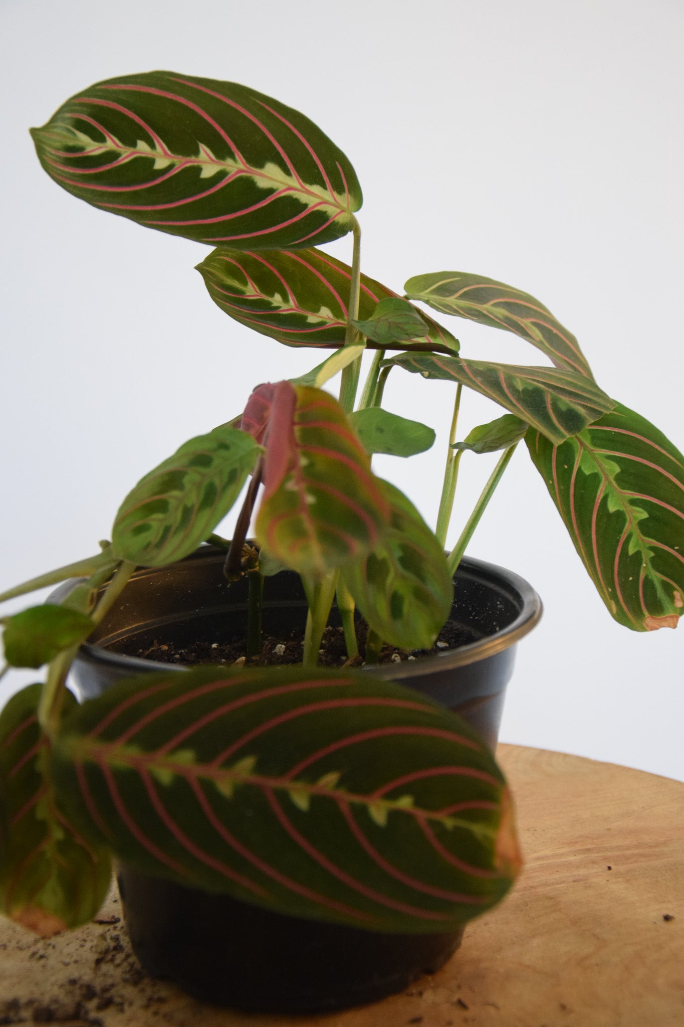 4" Maranta Red