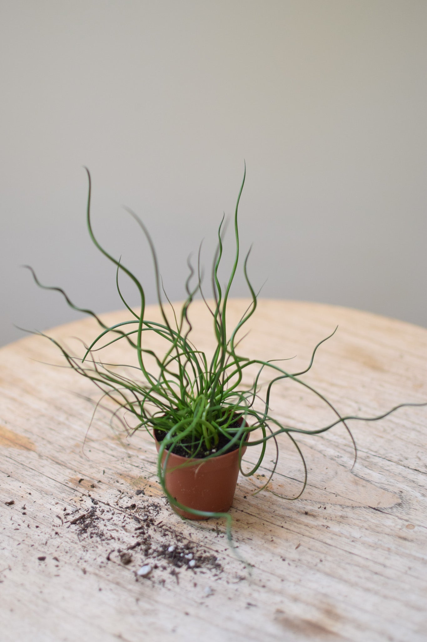 2" Juncus Spiralis