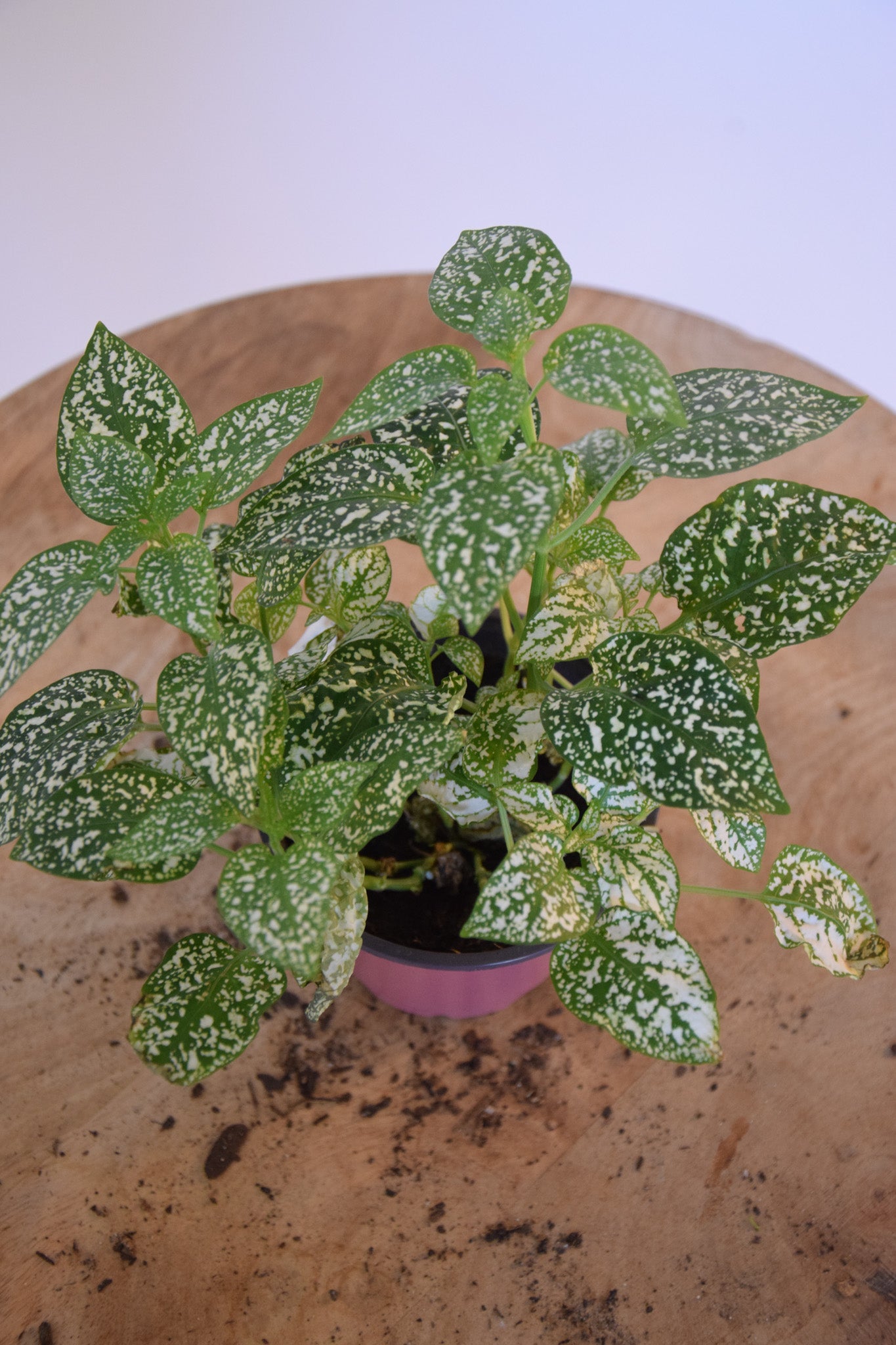 4" Hypoestes White Splash