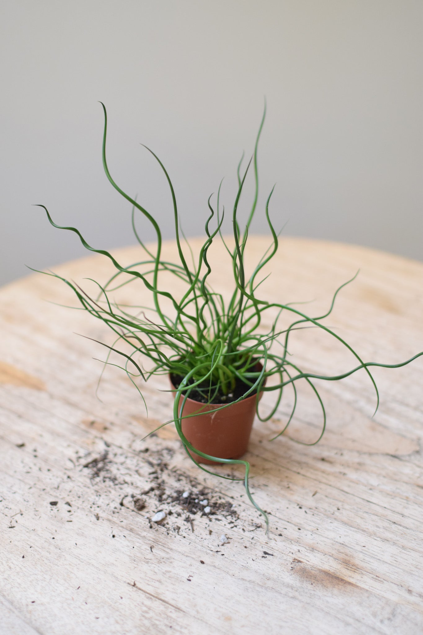 2" Juncus Spiralis