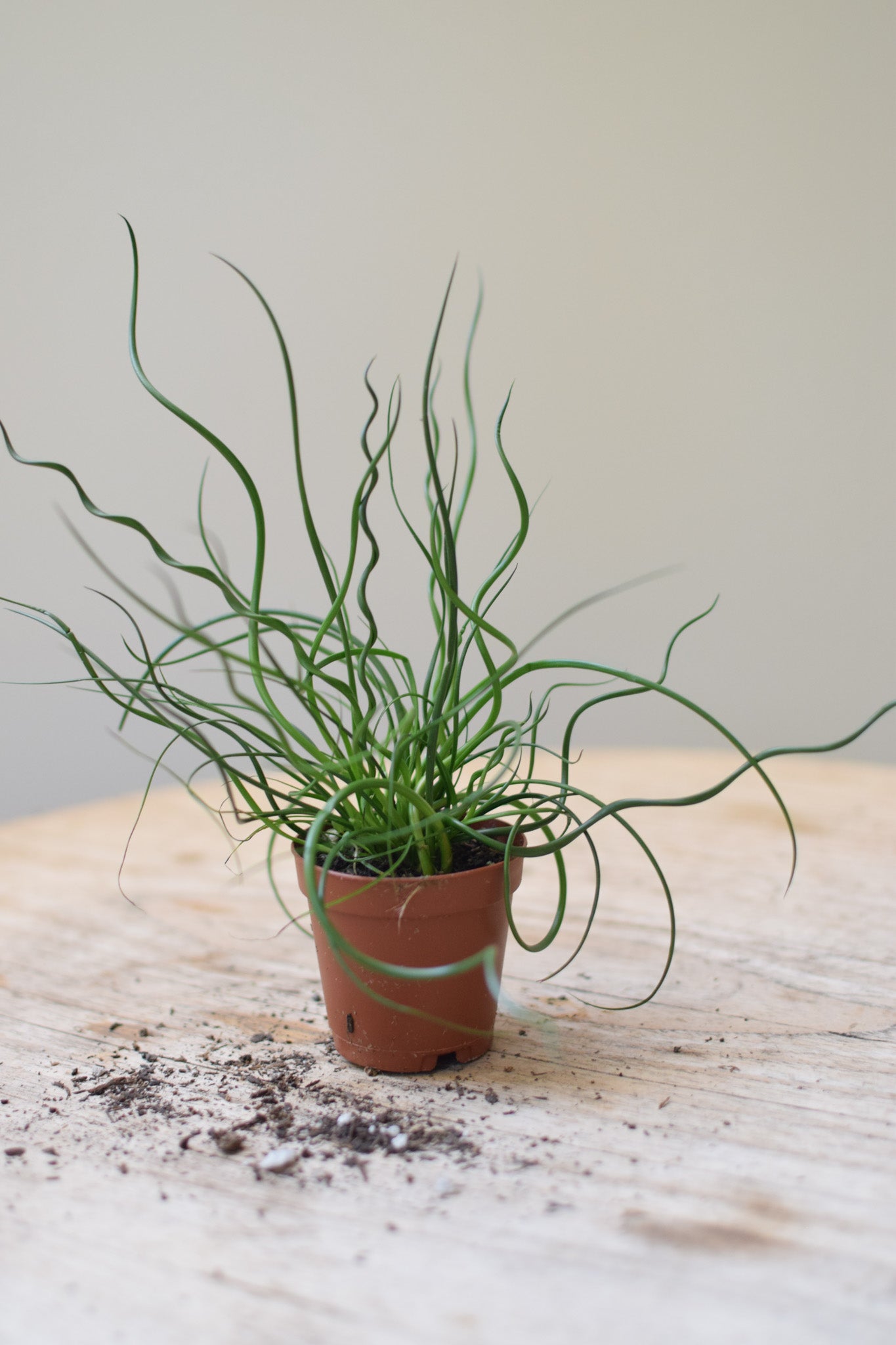 2" Juncus Spiralis