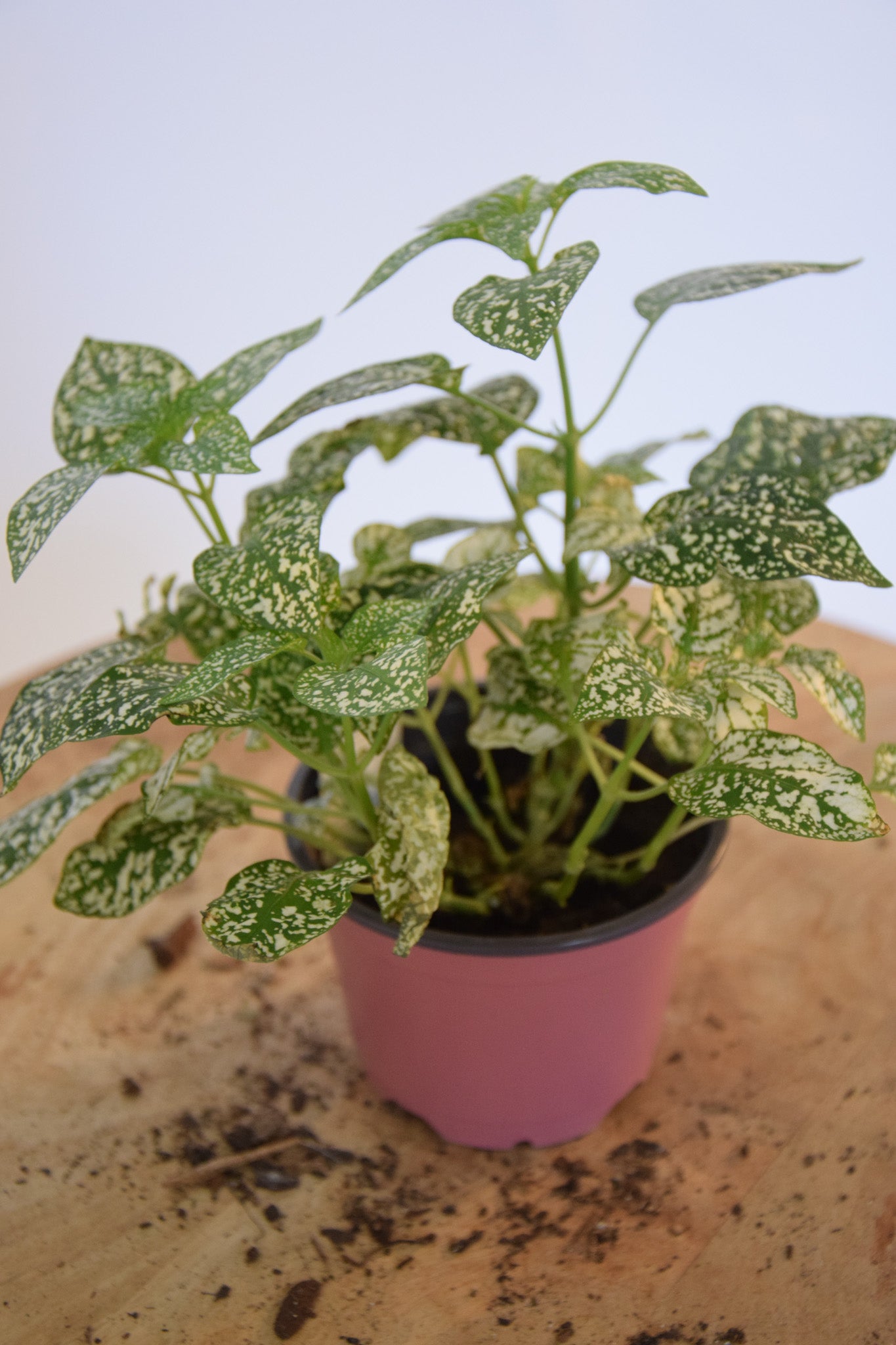 4" Hypoestes White Splash