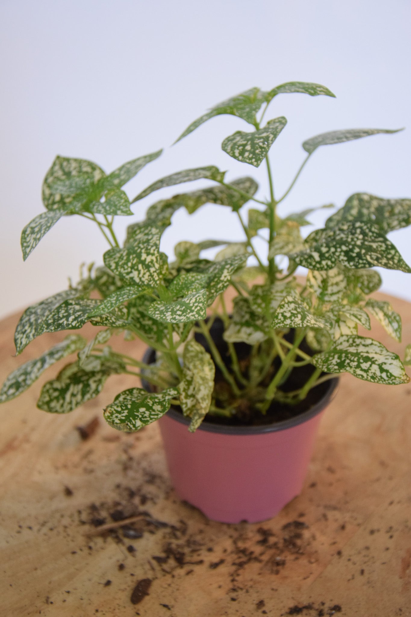 4" Hypoestes White Splash