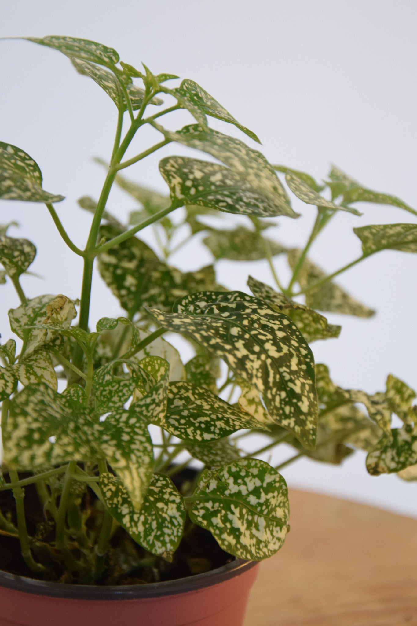 4" Hypoestes White Splash