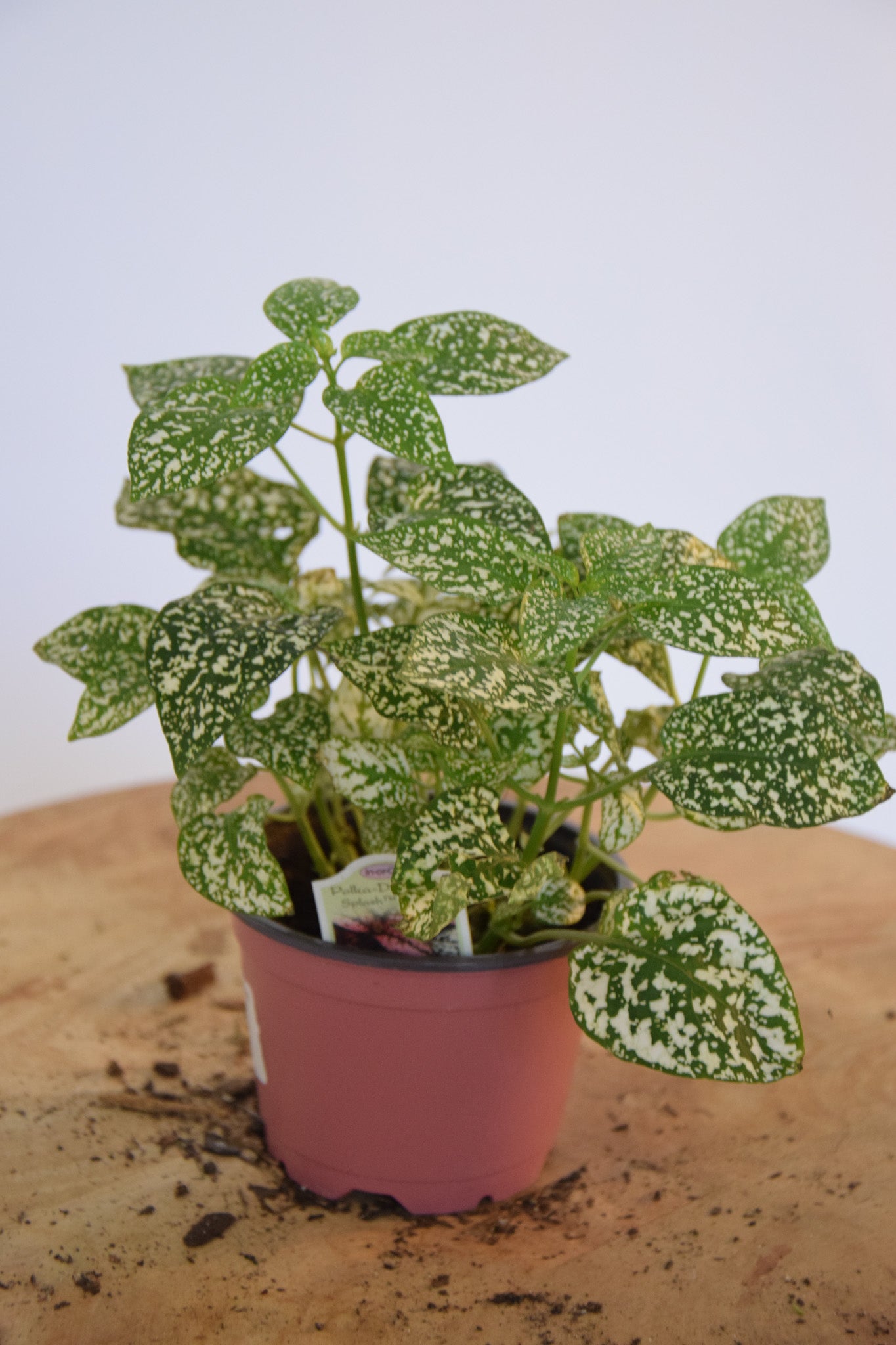 4" Hypoestes White Splash