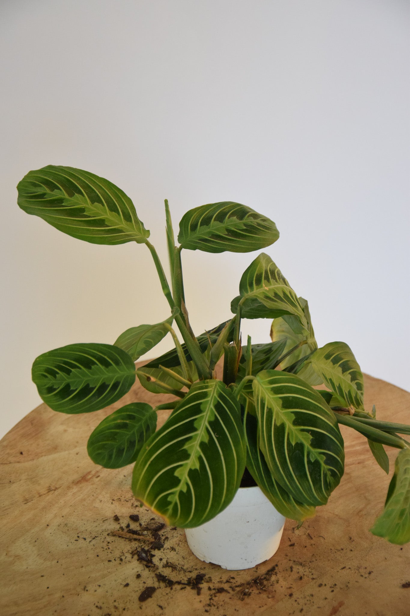 4" Maranta Lemon Lime