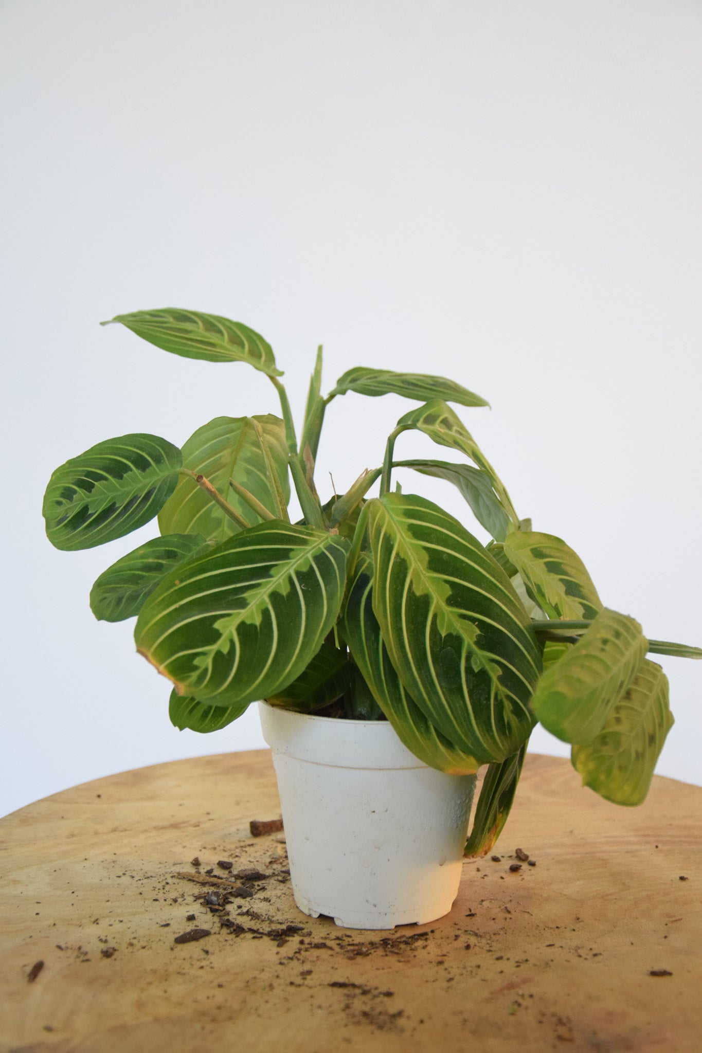 4" Maranta Lemon Lime