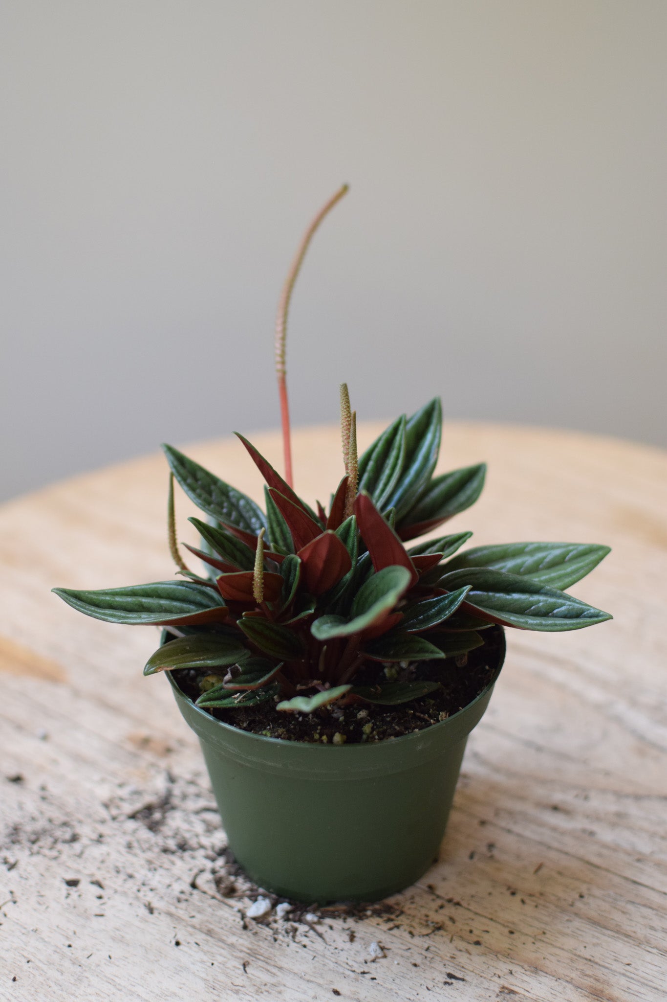 4" Peperomia Rosso