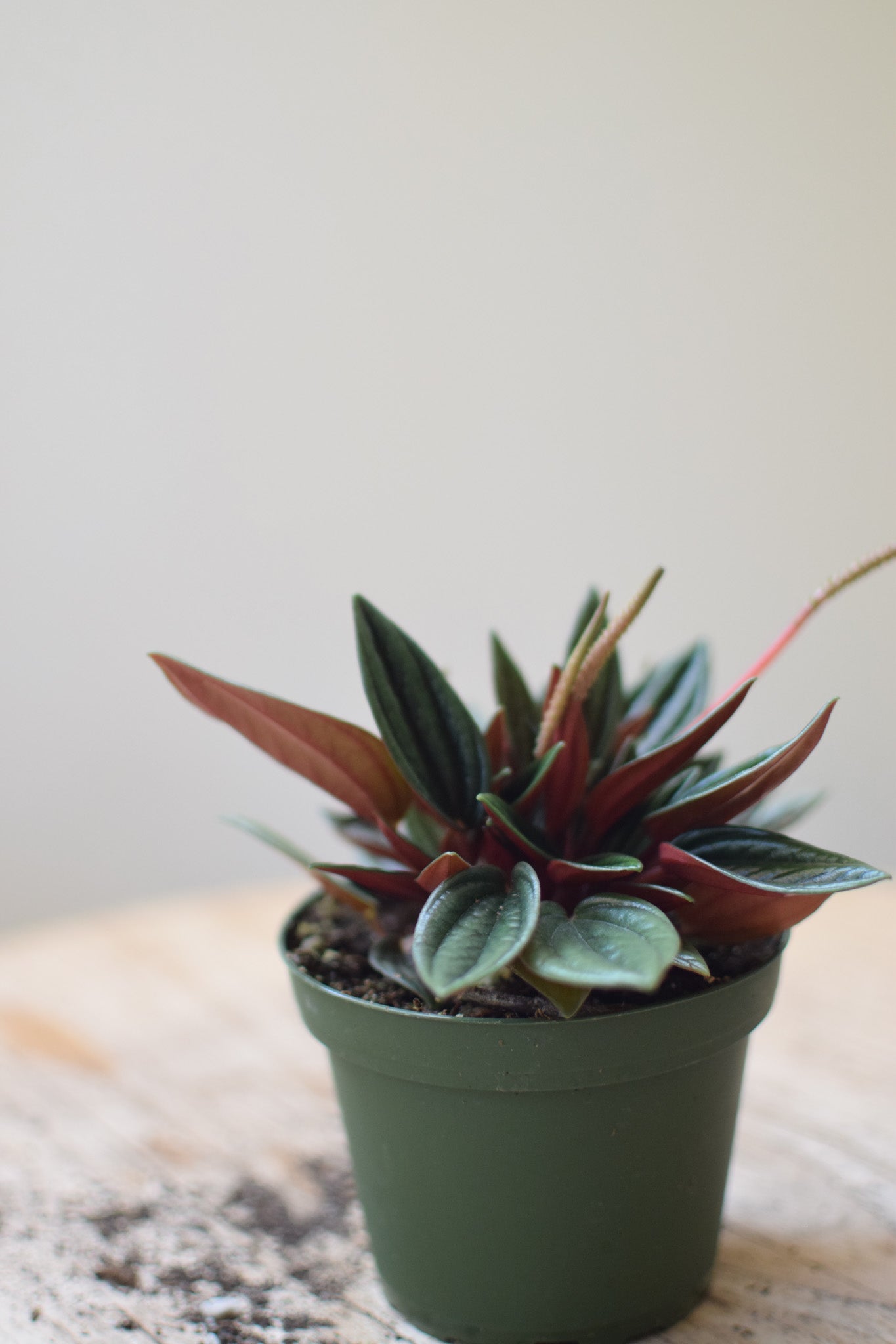 4" Peperomia Rosso