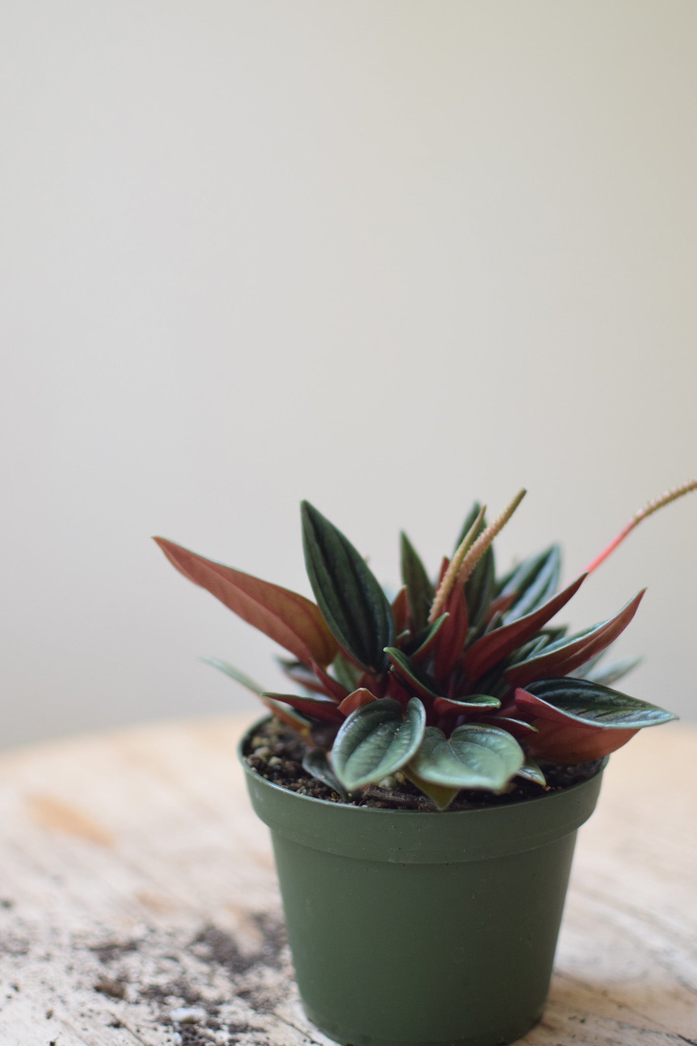 4" Peperomia Rosso
