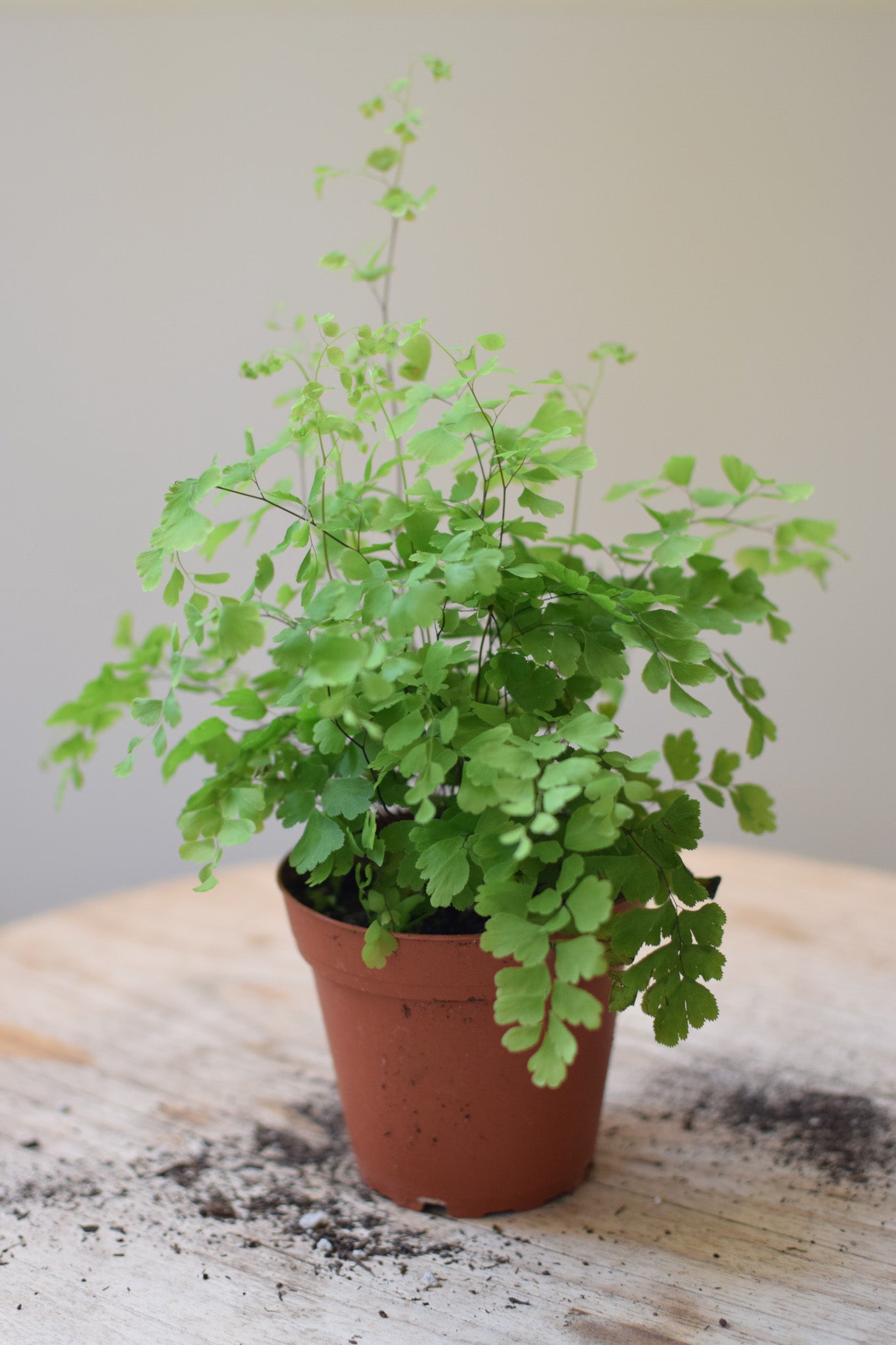 4" Maidenhair Fern