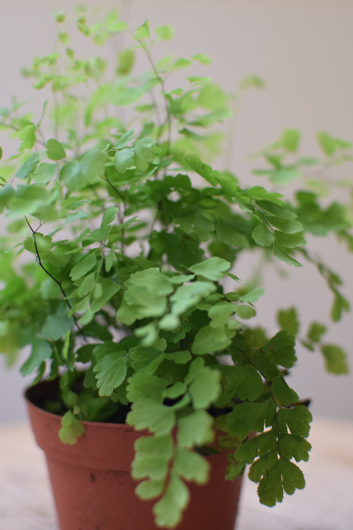 4" Maidenhair Fern