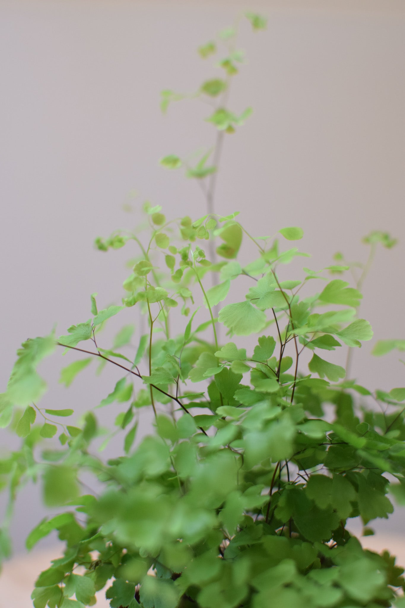 4" Maidenhair Fern