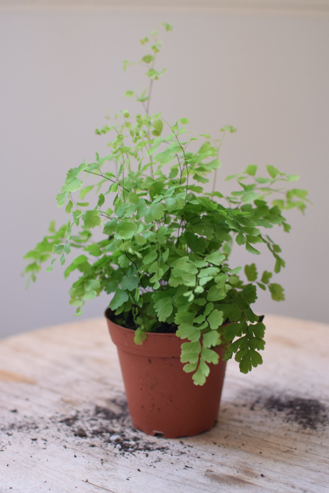 4" Maidenhair Fern