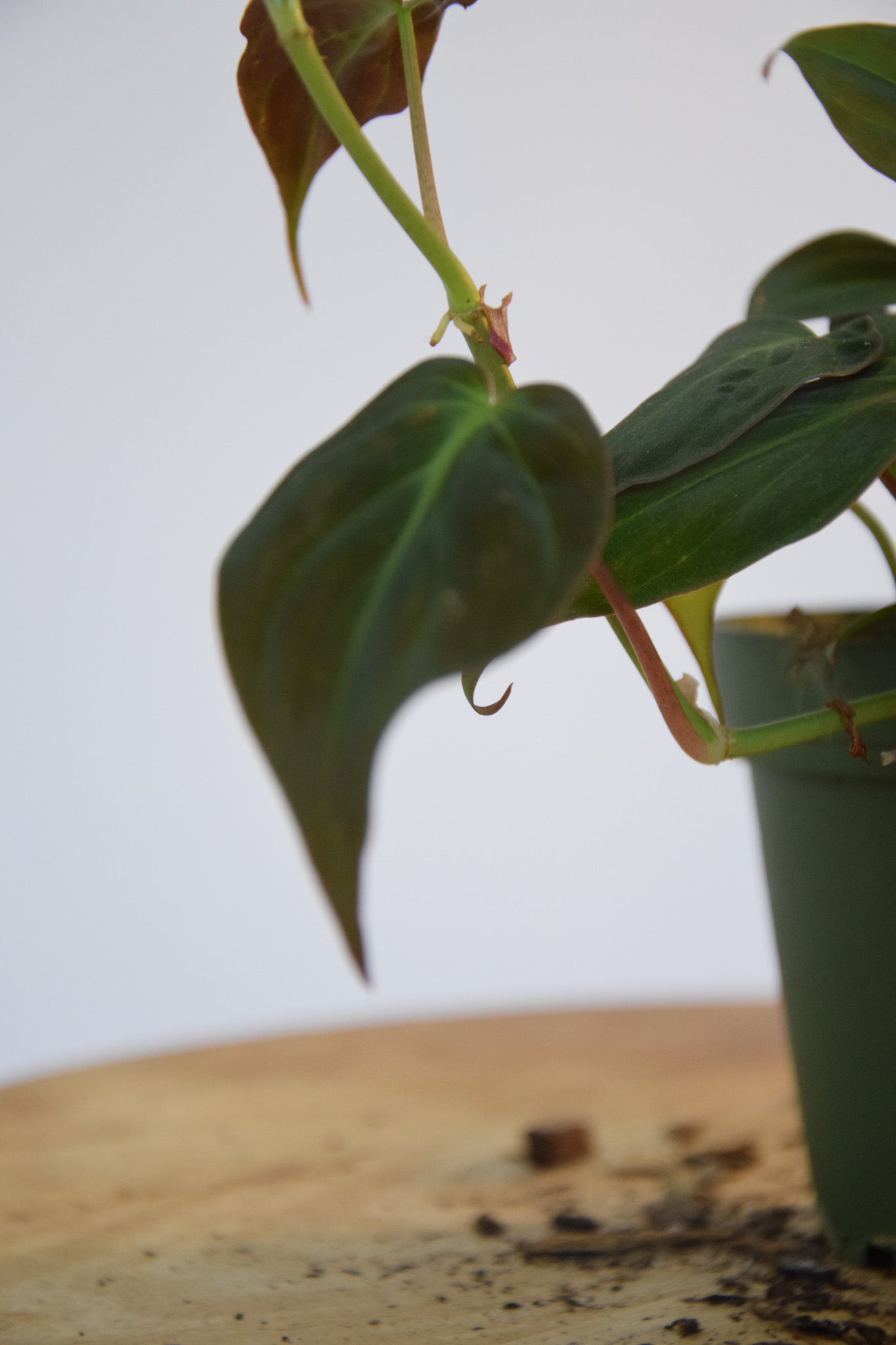 4" Philodendron Micans