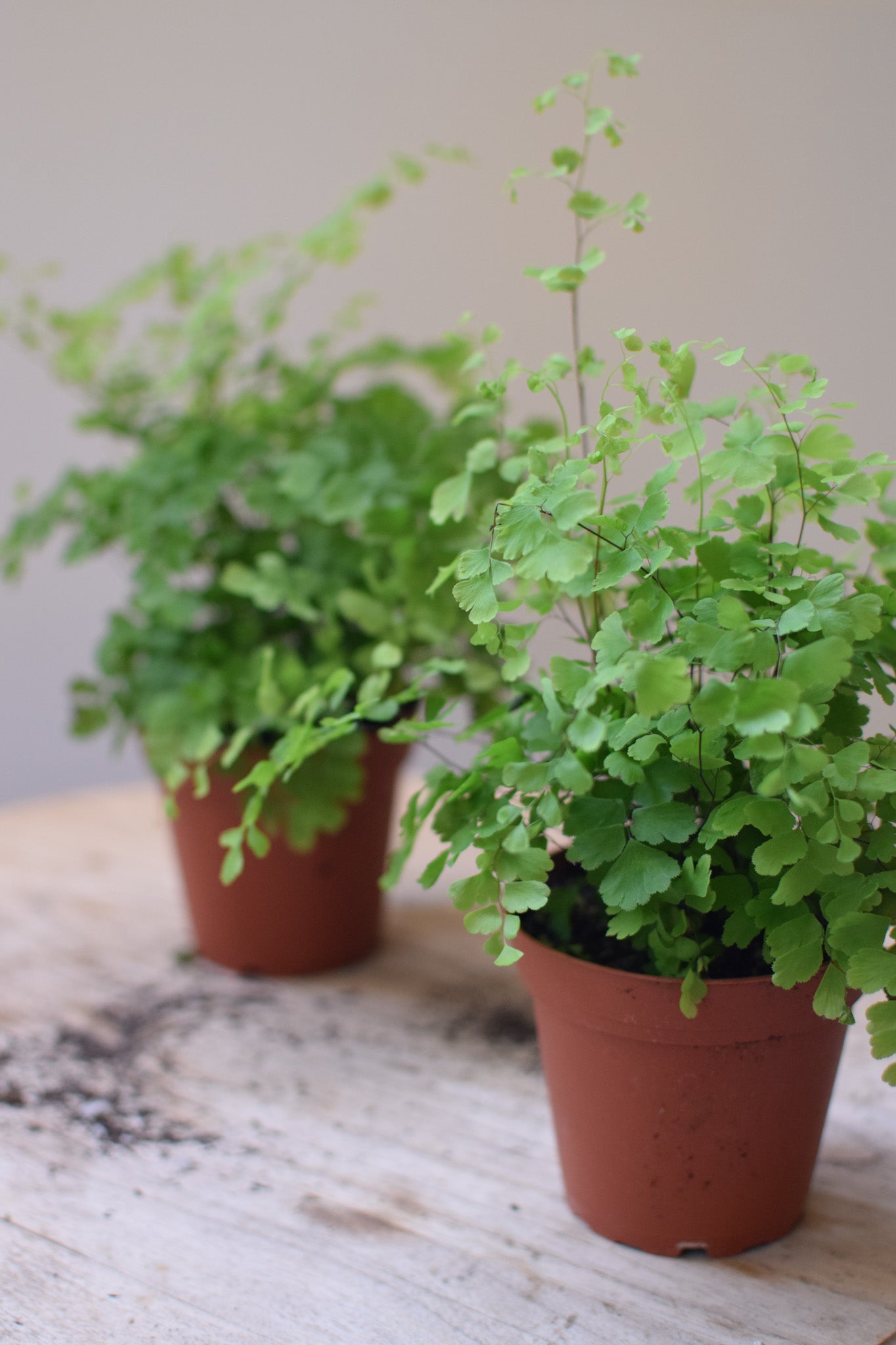 4" Maidenhair Fern