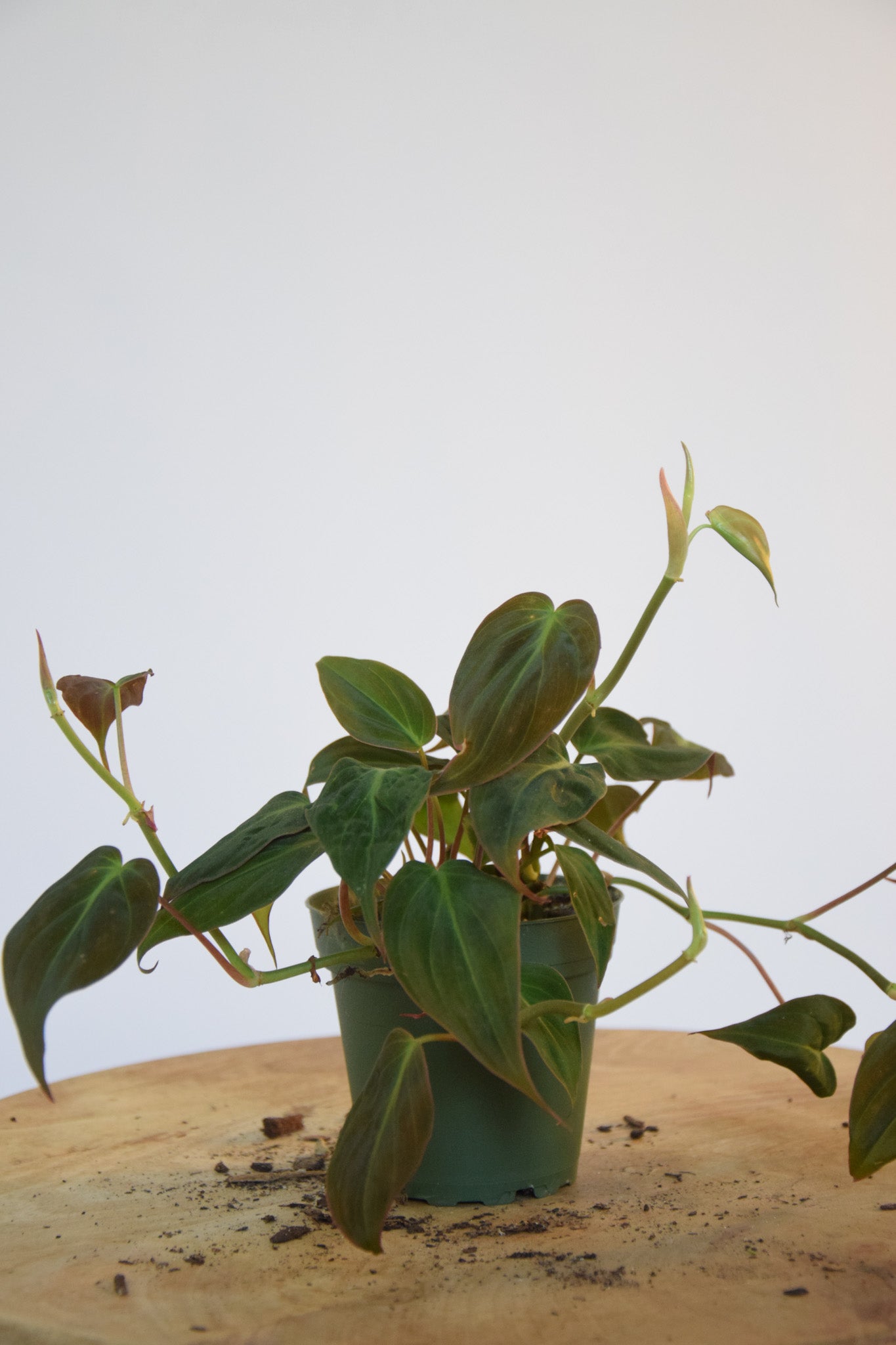 4" Philodendron Micans
