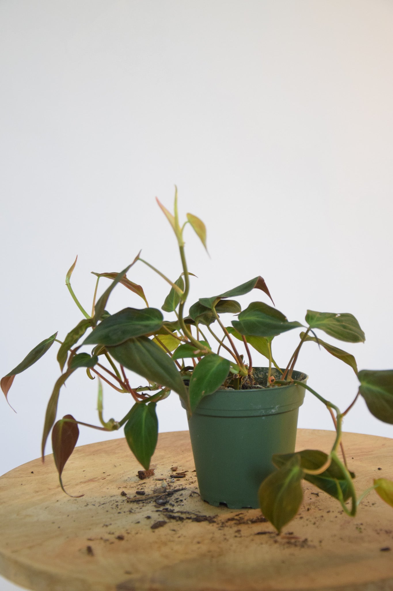 4" Philodendron Micans