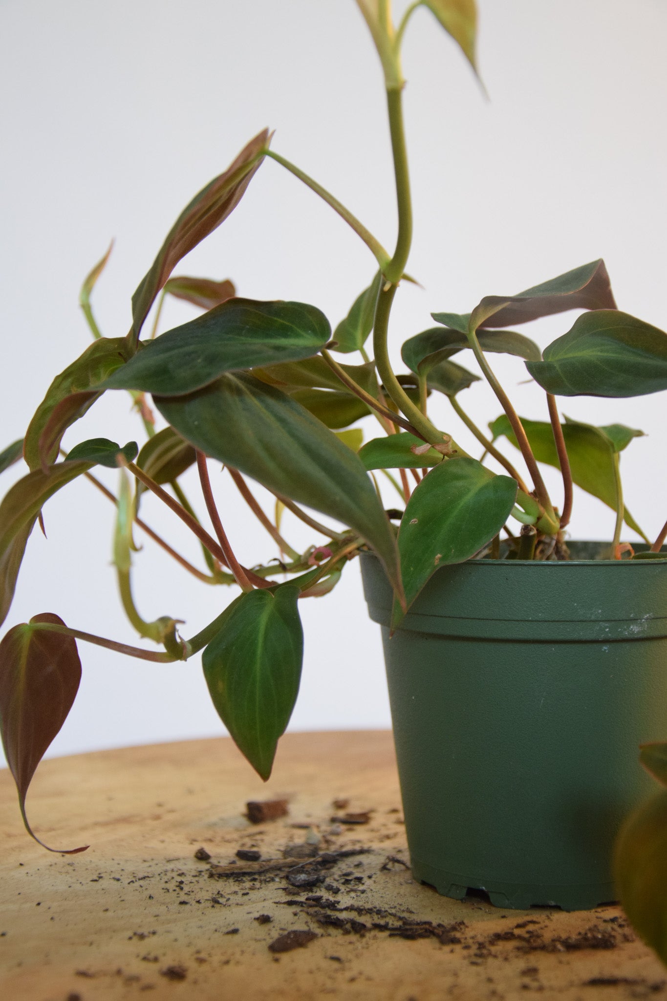 4" Philodendron Micans