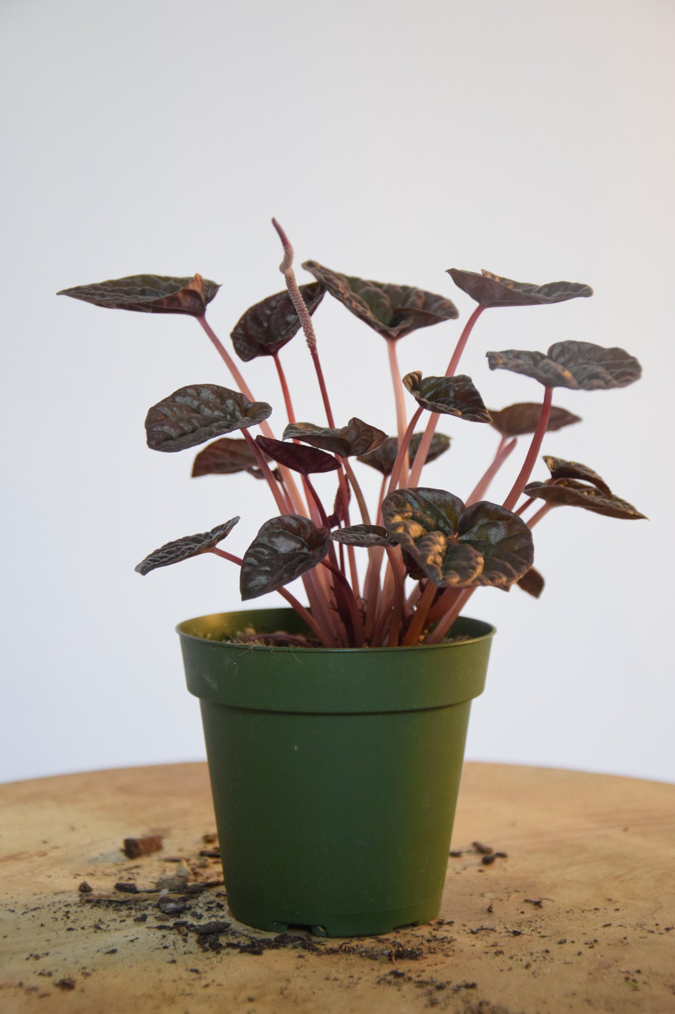 4" Peperomia Red Luna