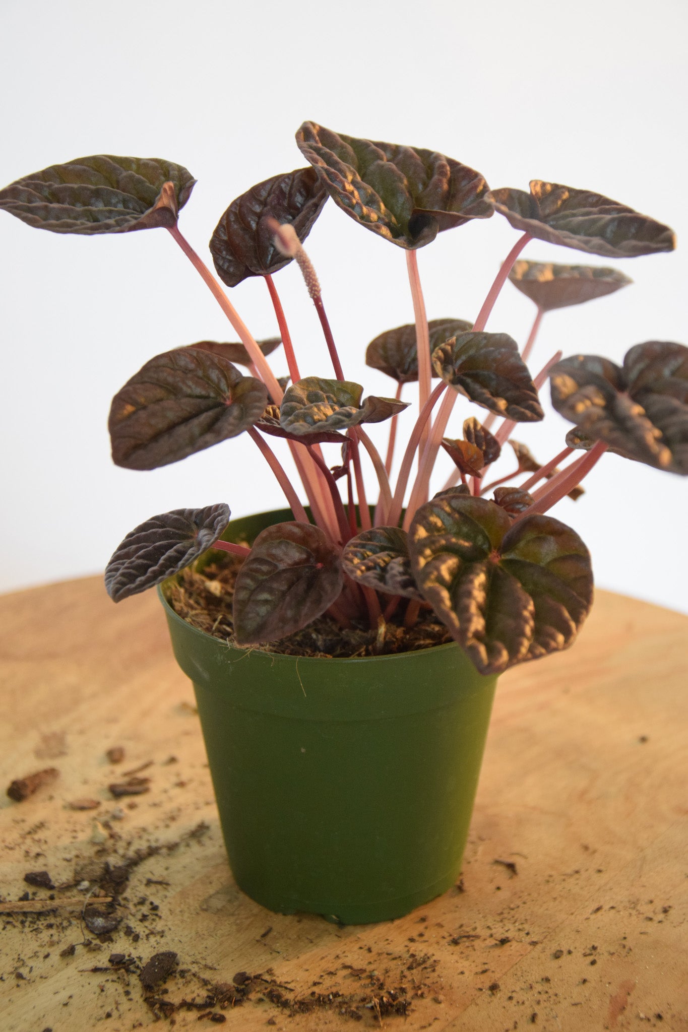 4" Peperomia Red Luna