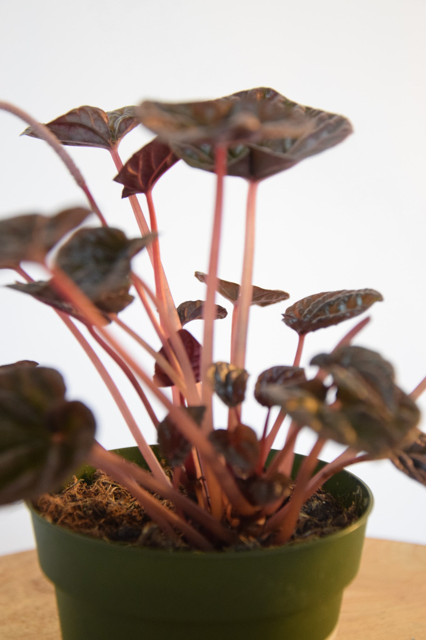 4" Peperomia Red Luna
