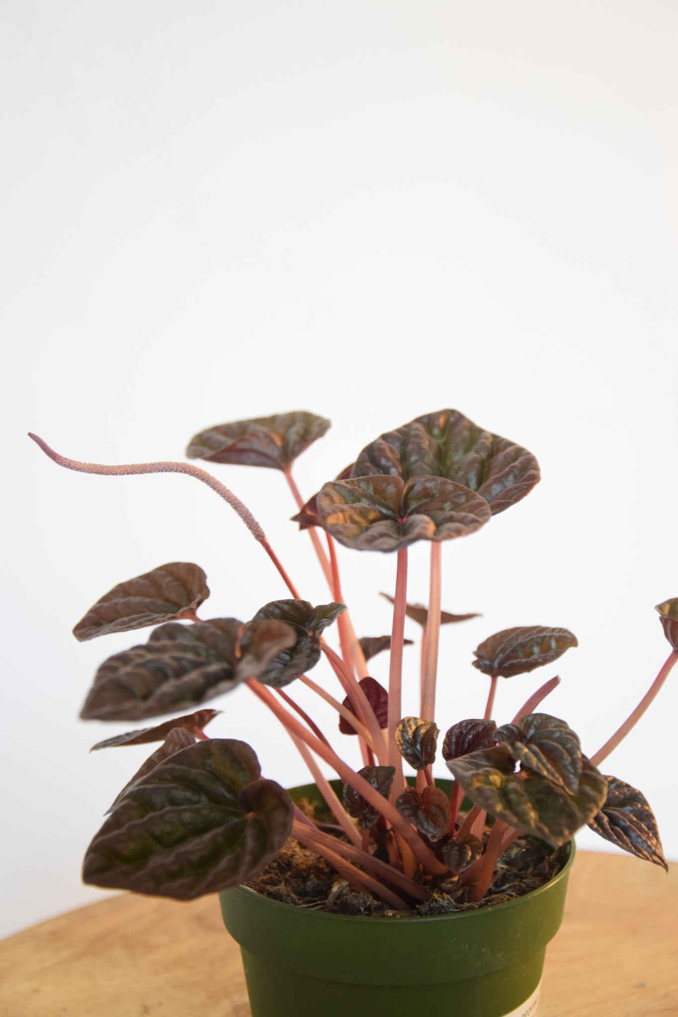 4" Peperomia Red Luna